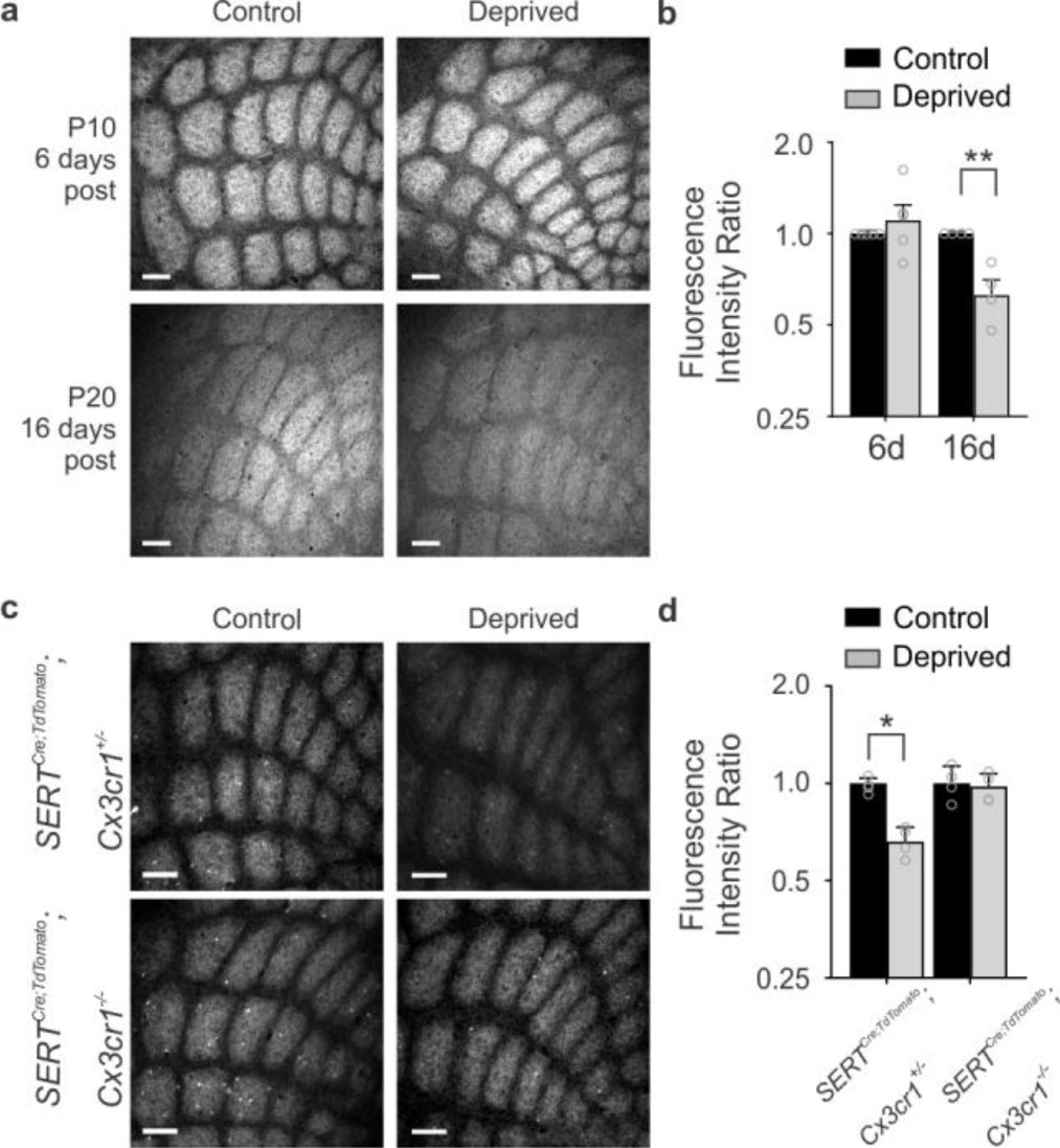 Supplementary Figure 1: TC input elimination is observed following whisker trimming and with genetic labeling of TC inputs.