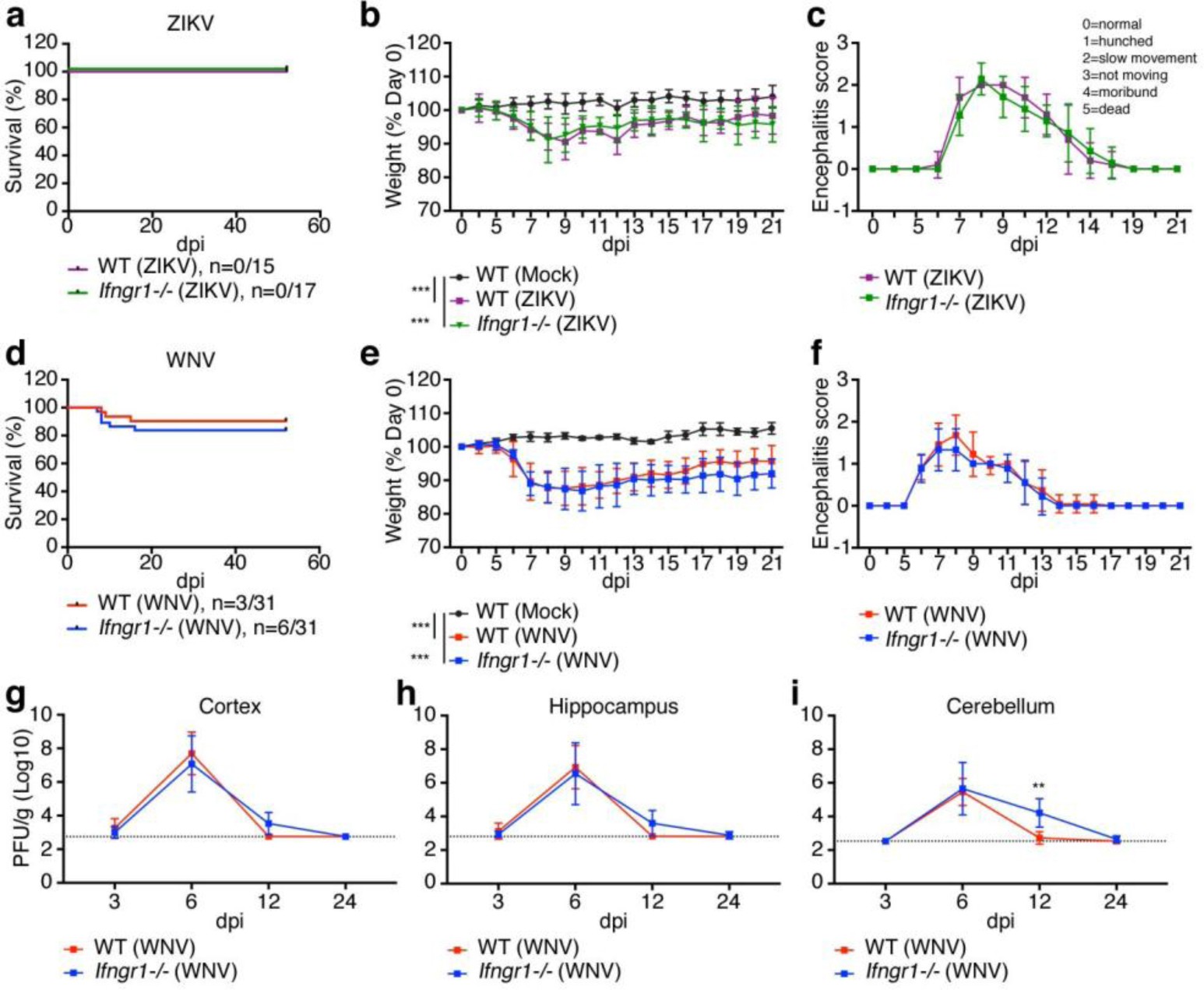 Supplementary Figure 4: Ifngr1-/- mice display similar clinical course and viral burden as WT mice.