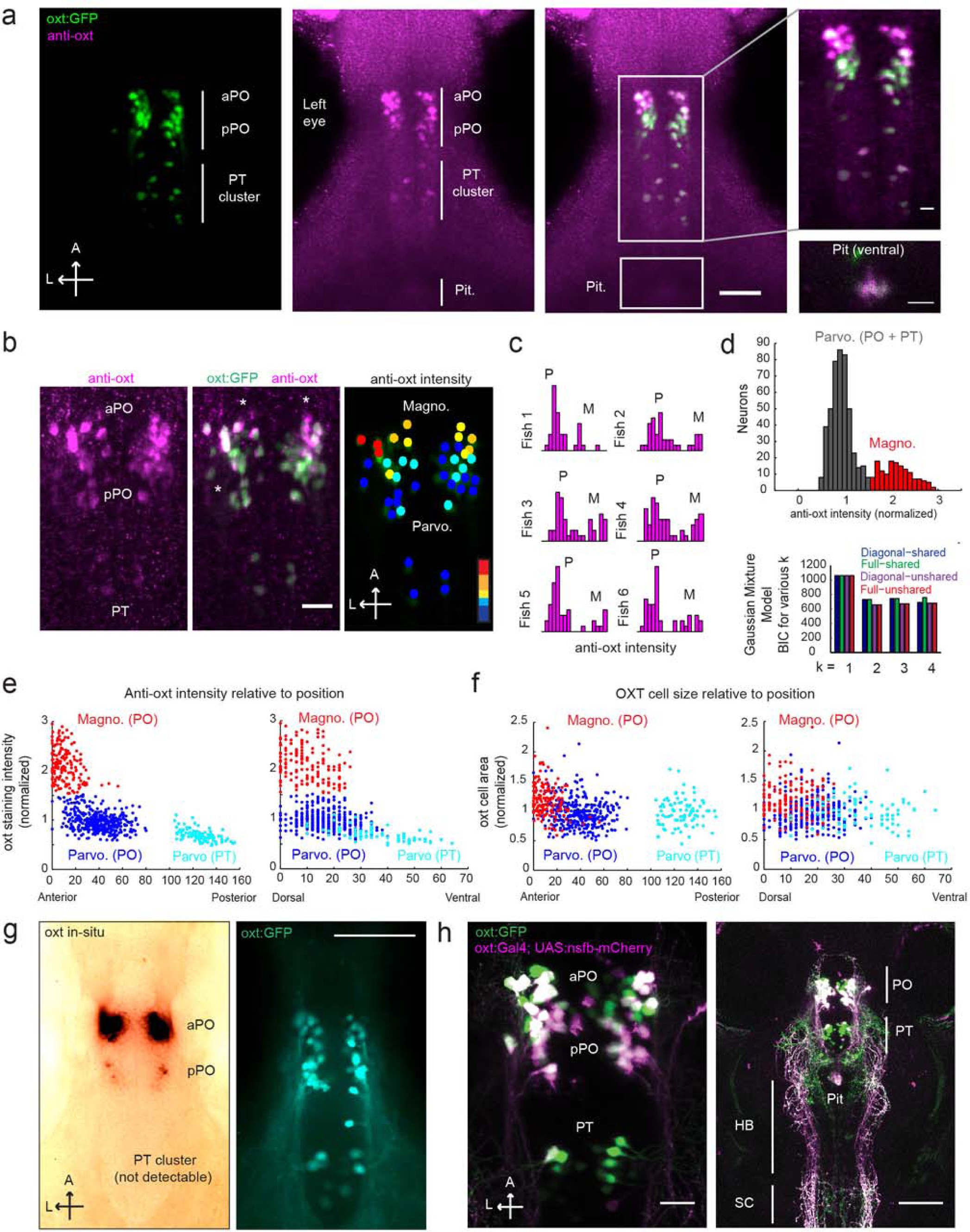 Supplementary Figure 2: Anatomical characterization of OXT-expressing neurons.