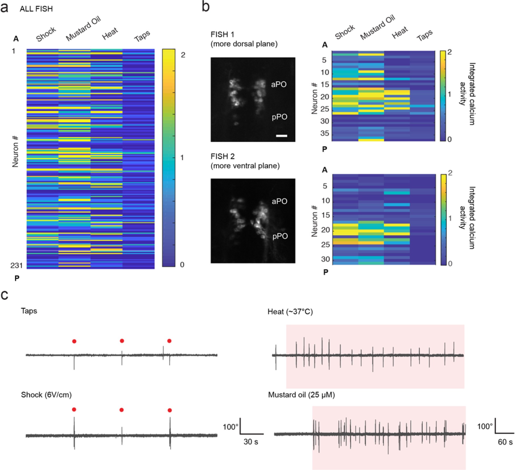 Supplementary Figure 3: Calcium imaging during aversive and noxious stimulation.