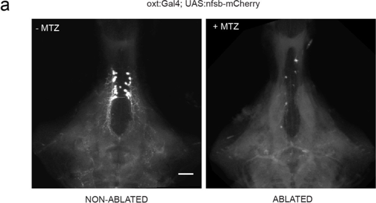 Supplementary Figure 11: Nitroreductase-mediated ablation of OXT neurons.