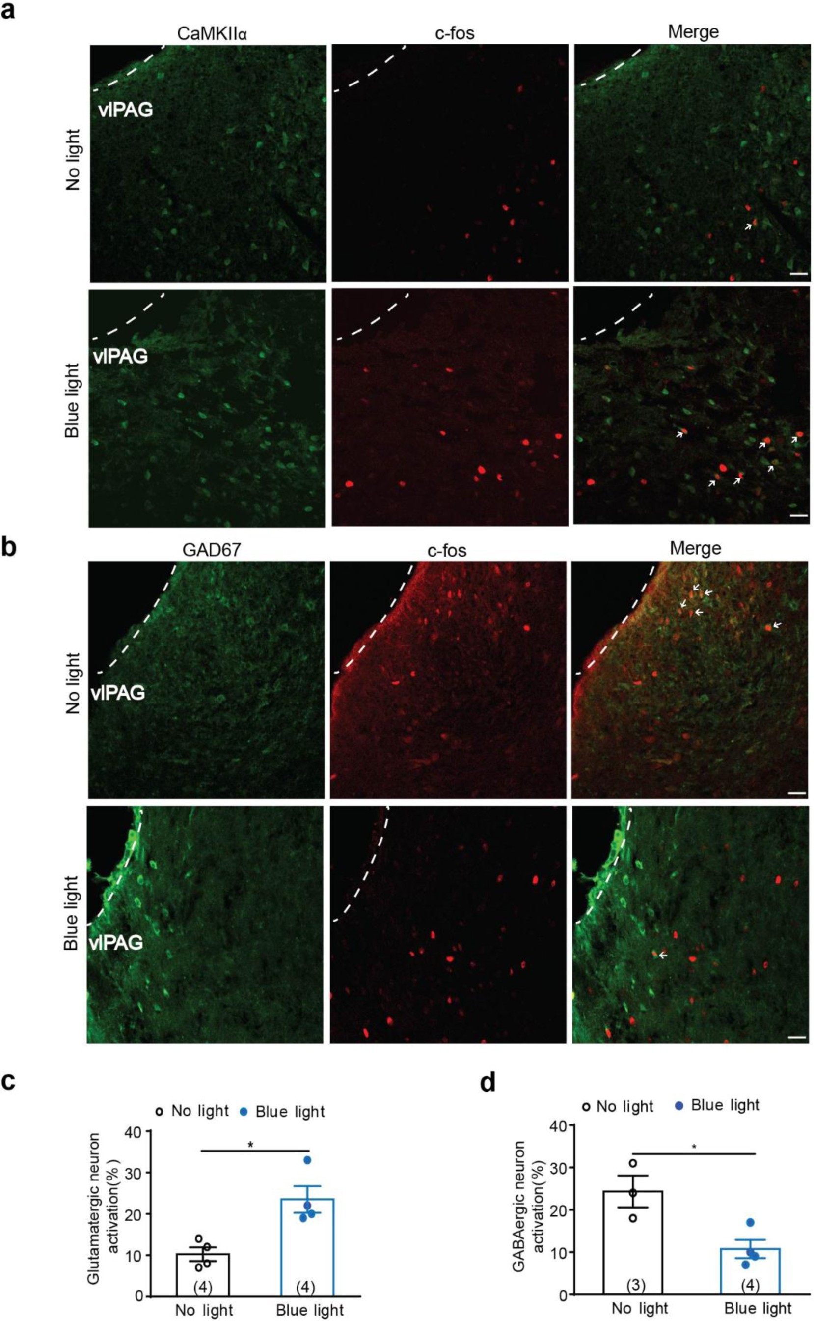 Supplementary Figure 9: Effects of optogenetic manipulation of the mPFC–vlPAG circuit on c-fos expression in the vlPAG of SNI mice.