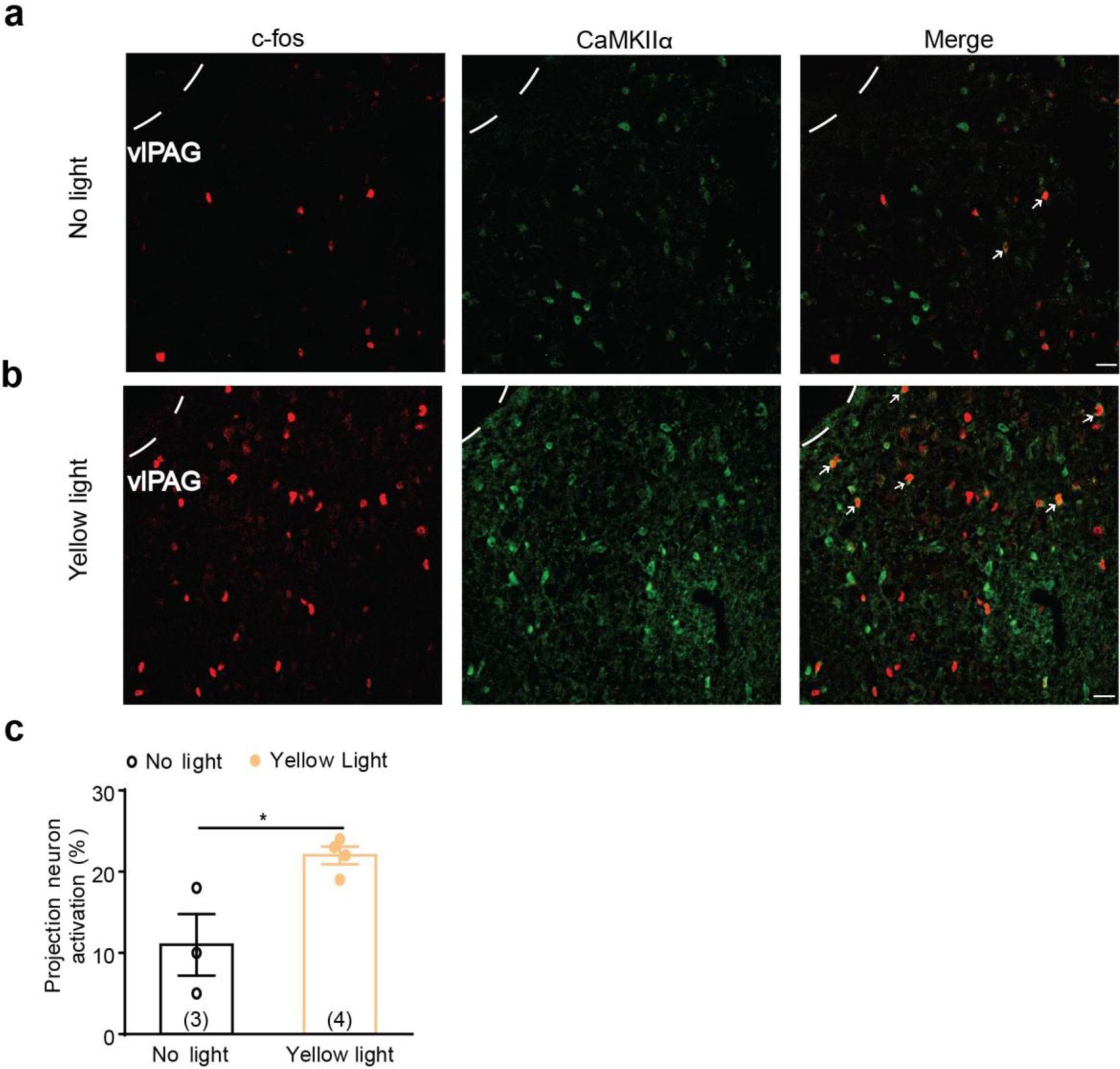 Supplementary Figure 10: Effect of optogenetic manipulation of the BLA–mPFC circuit on c-fos expression in the vlPAG of SNI mice.