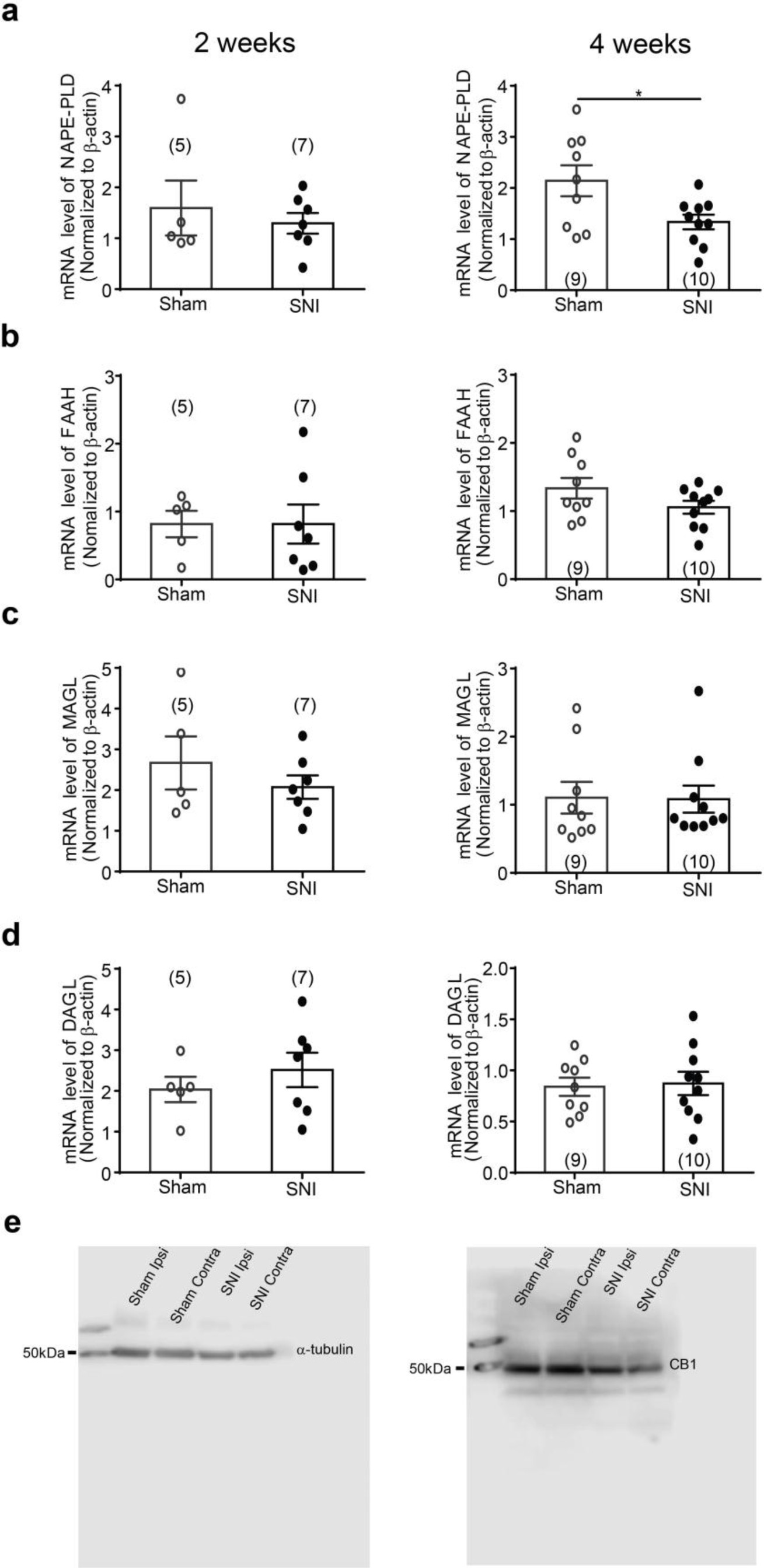 Supplementary Figure 1: Analysis of nerve injury-induced changes within the endocannabinoid system in the prelimbic area of the mPFC.