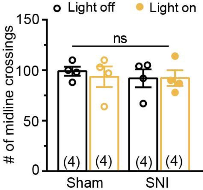 Supplementary Figure 4: Motor activity in sham and SNI mice with yellow light stimulation of BLA inputs into the mPFC.