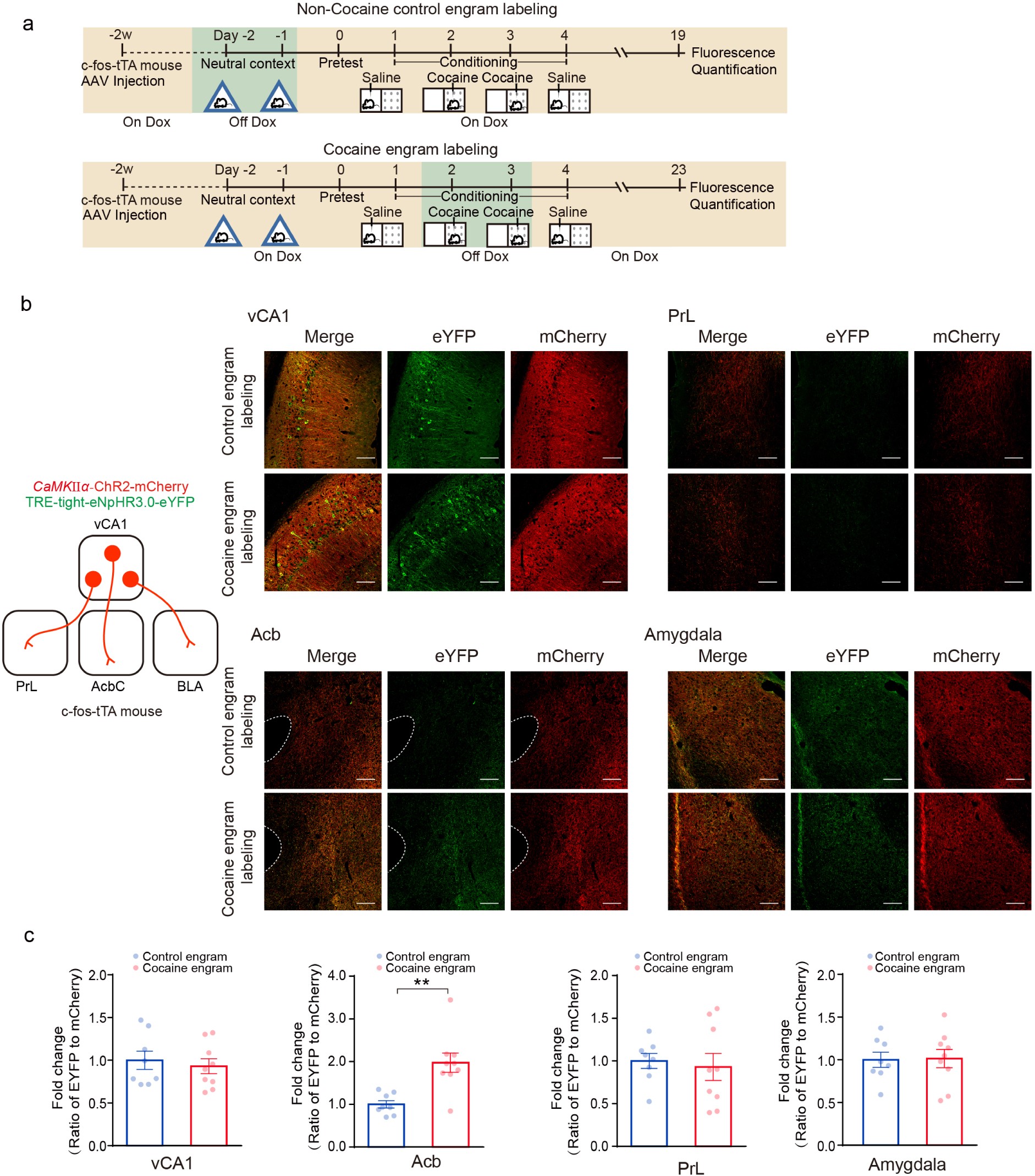 Supplementary Figure 4