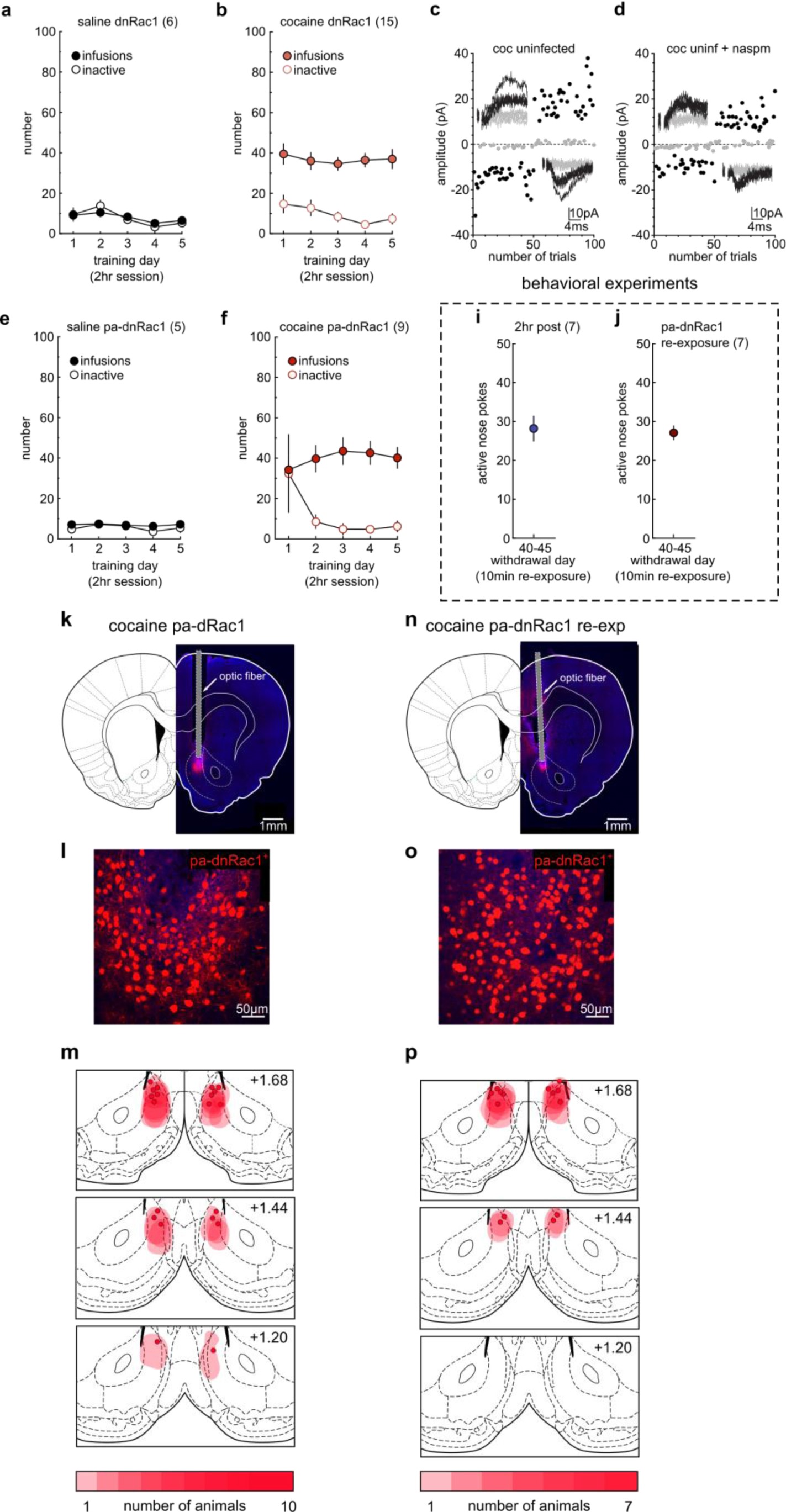 Supplementary Fig. 6: Training and re-exposure results and viral localization for Fig. 4.