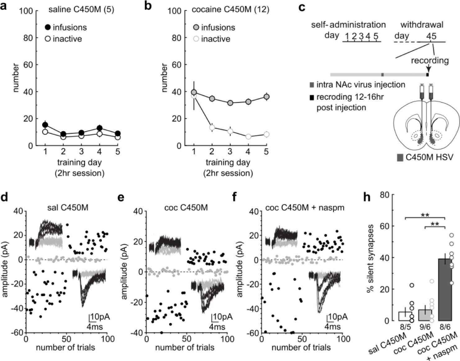 Supplementary Fig. 7: HSV-mediated expression of C450M, an inactive control for caRac1, does not affect silent synapse levels.