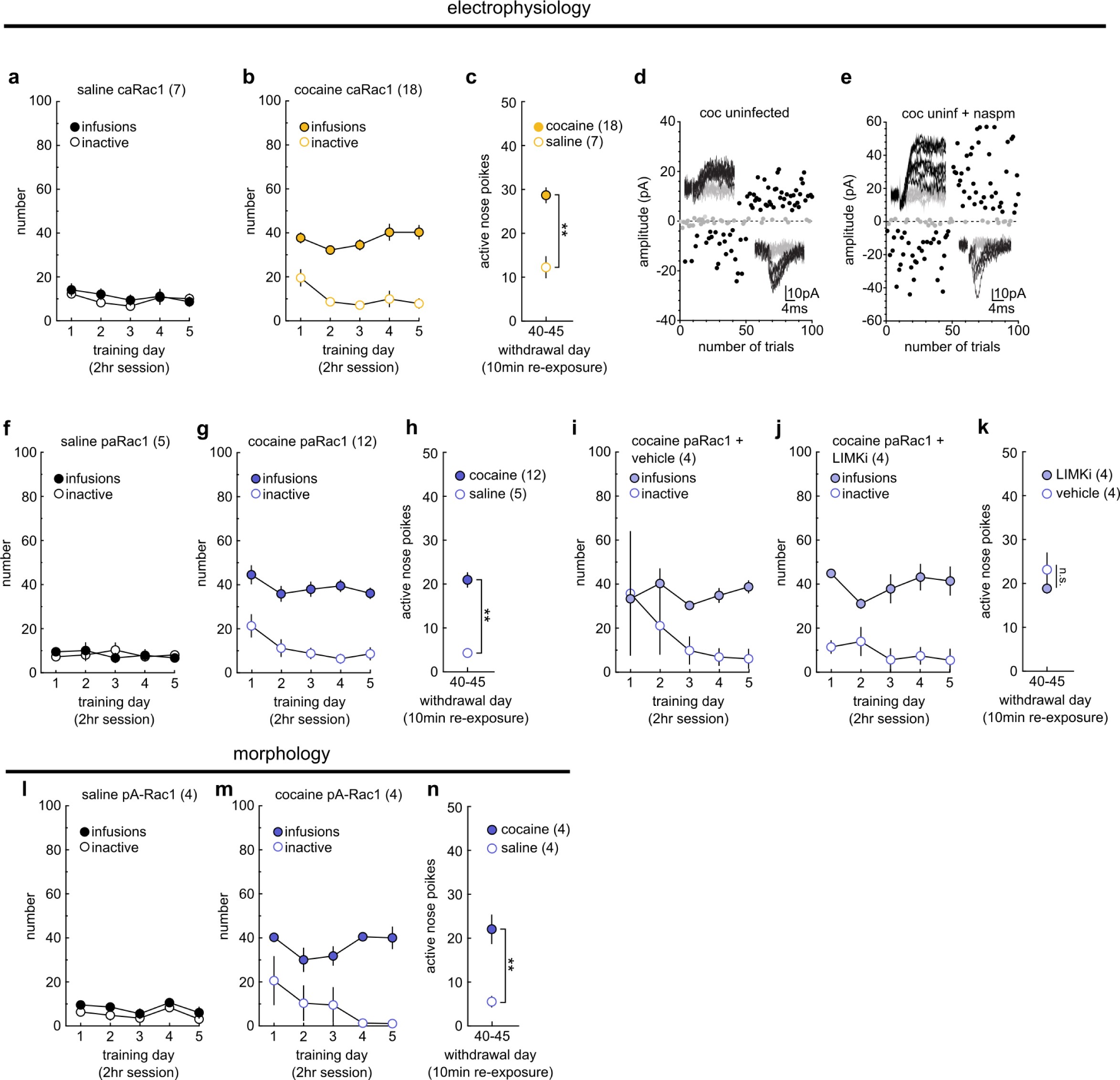 Supplementary Fig. 8: Self-administration training results for rats used in Fig. 5.