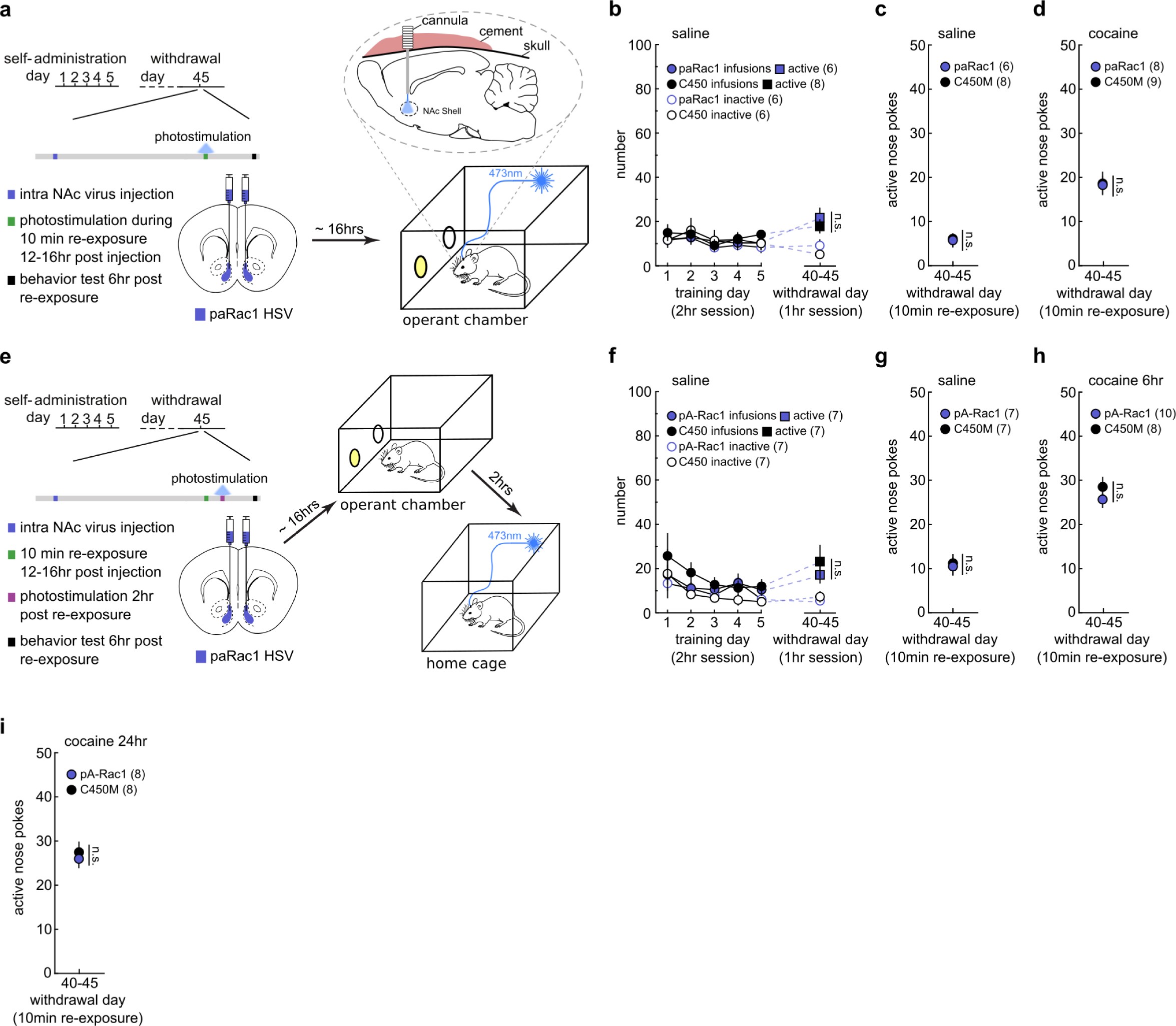 Supplementary Fig. 10: Effects of paRac1 stimulation on cue-induced nose poke responding in saline controls.