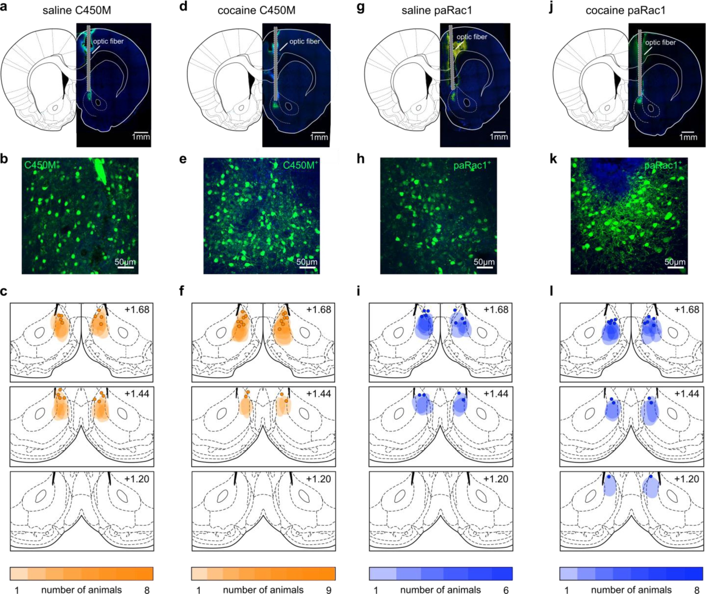Supplementary Fig. 11: Viral localization and expression for cue re-exposure photostimulation in behavioral experiments.