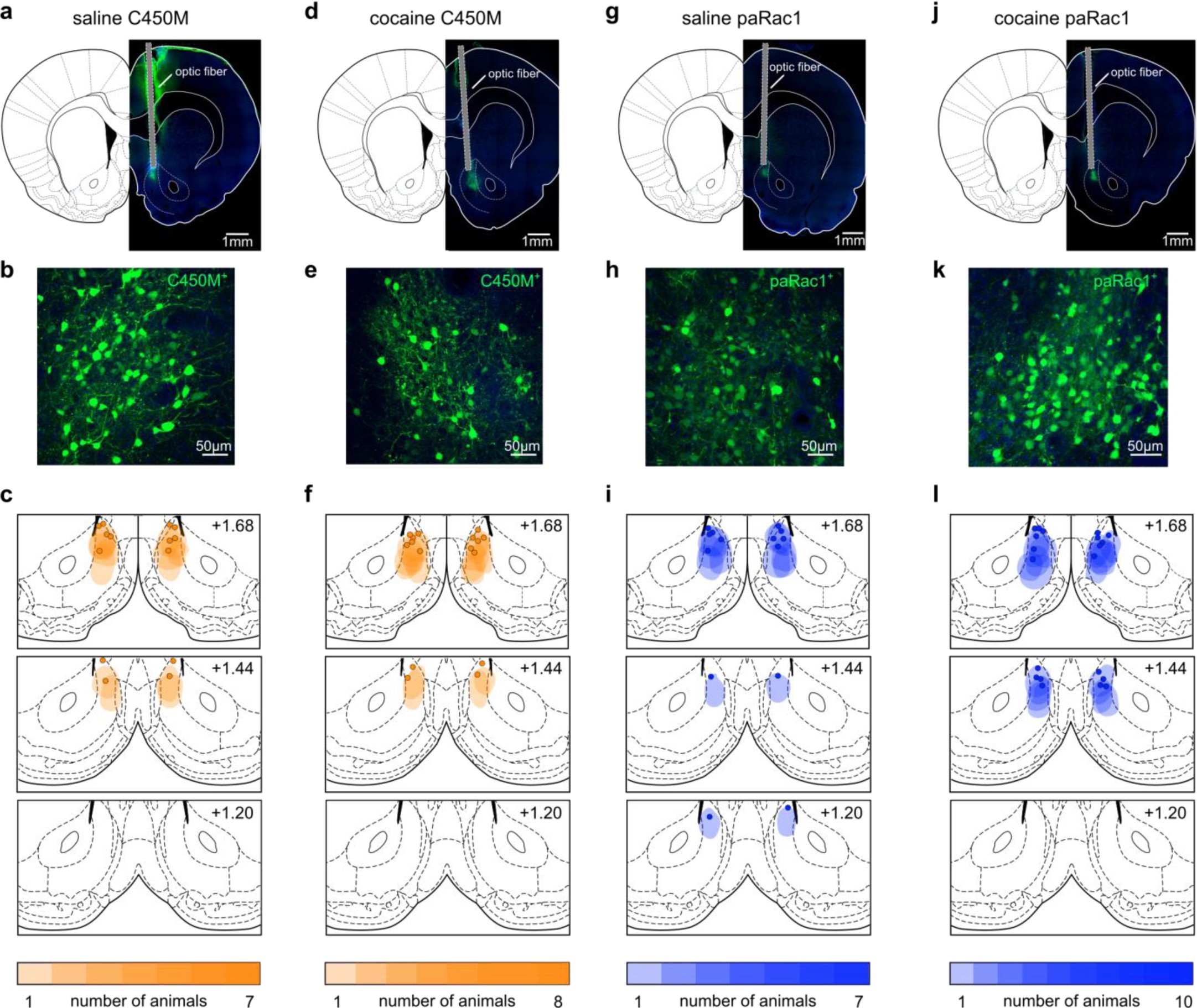 Supplementary Fig. 12: Viral localization and expression for 2 hr post photostimulation in behavioral experiments.