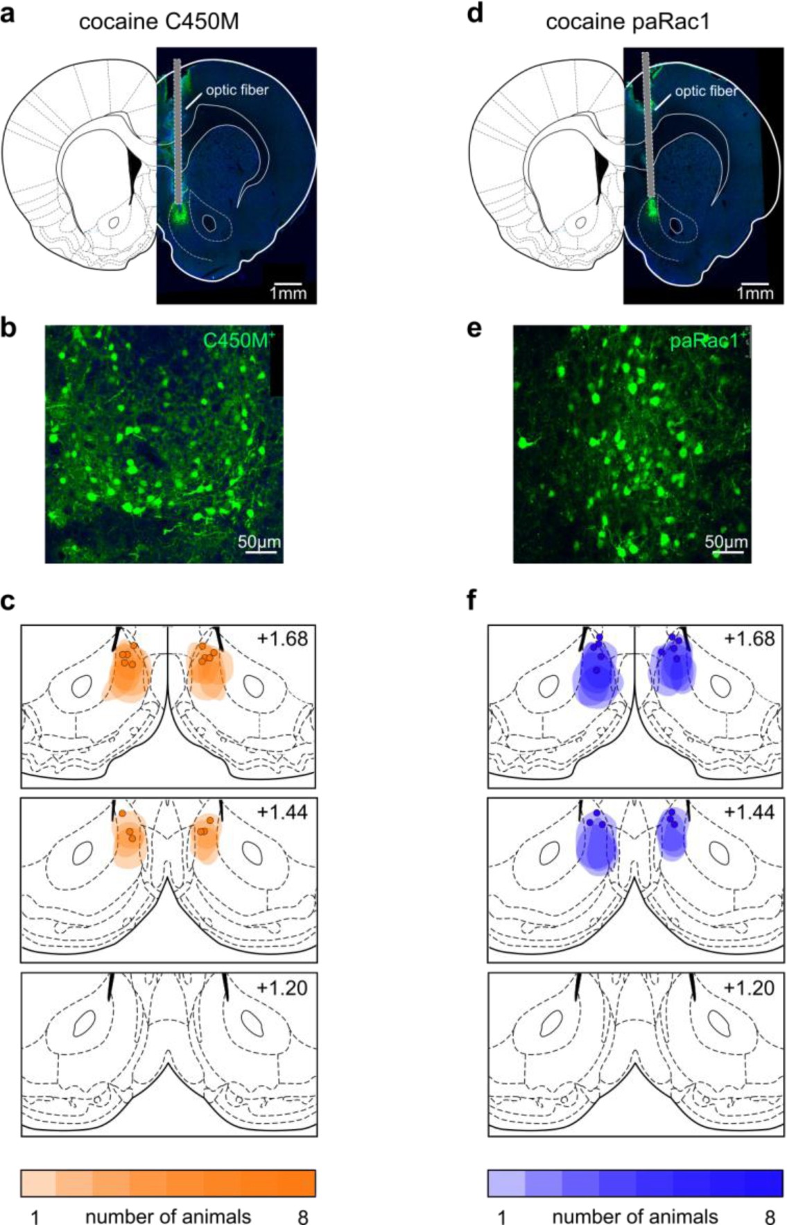 Supplementary Fig. 13: Viral localization and expression for photostimulation in long-term memory experiments.