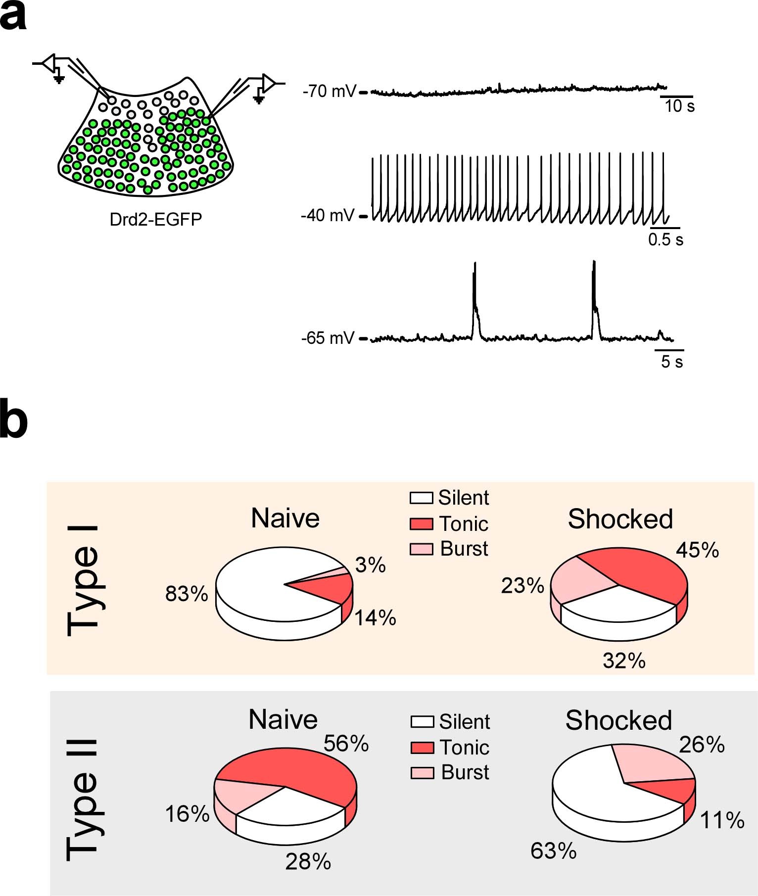 Extended Data Fig. 4: Type I and Type II neurons of the PVT display opposite changes in spontaneous firing in response to an aversive stimulus.
