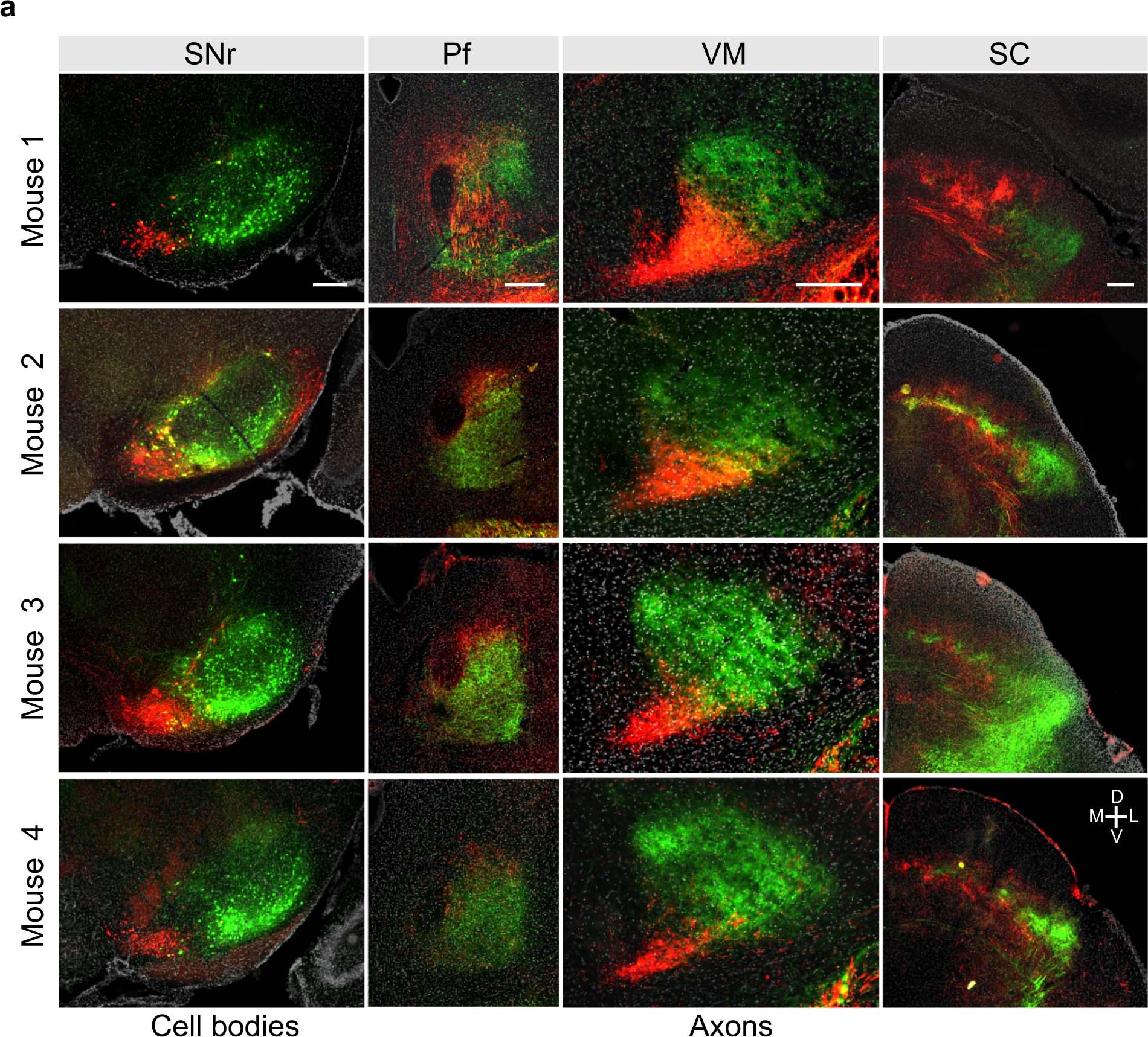Extended Data Fig. 3: Topography of SNr output is consistent across mice.