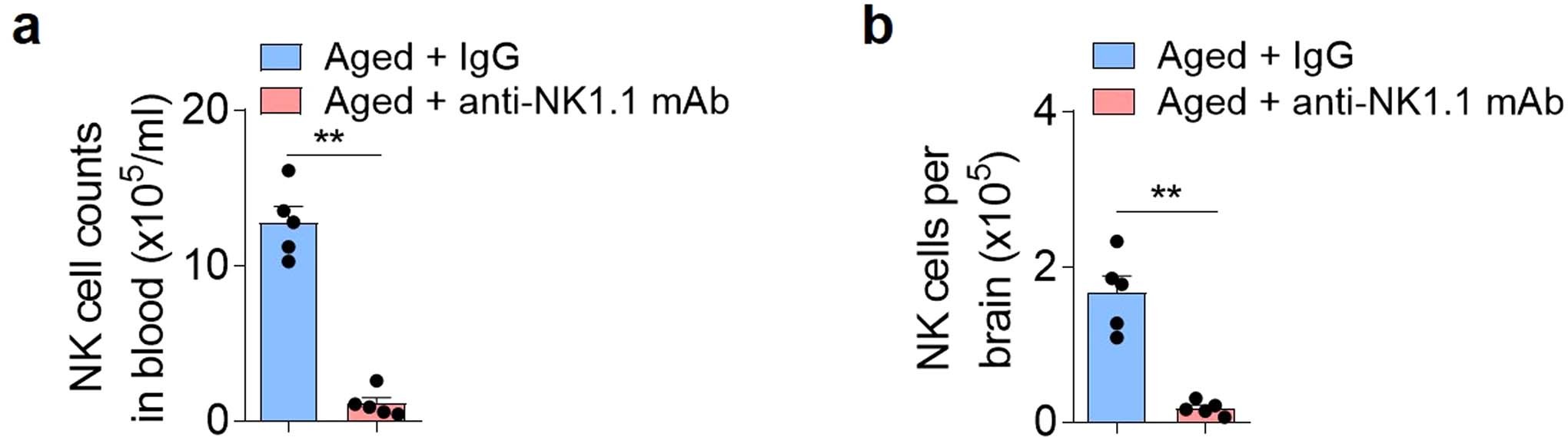 Extended Data Fig. 8: Antibody depletion of NK cells in aged mice.