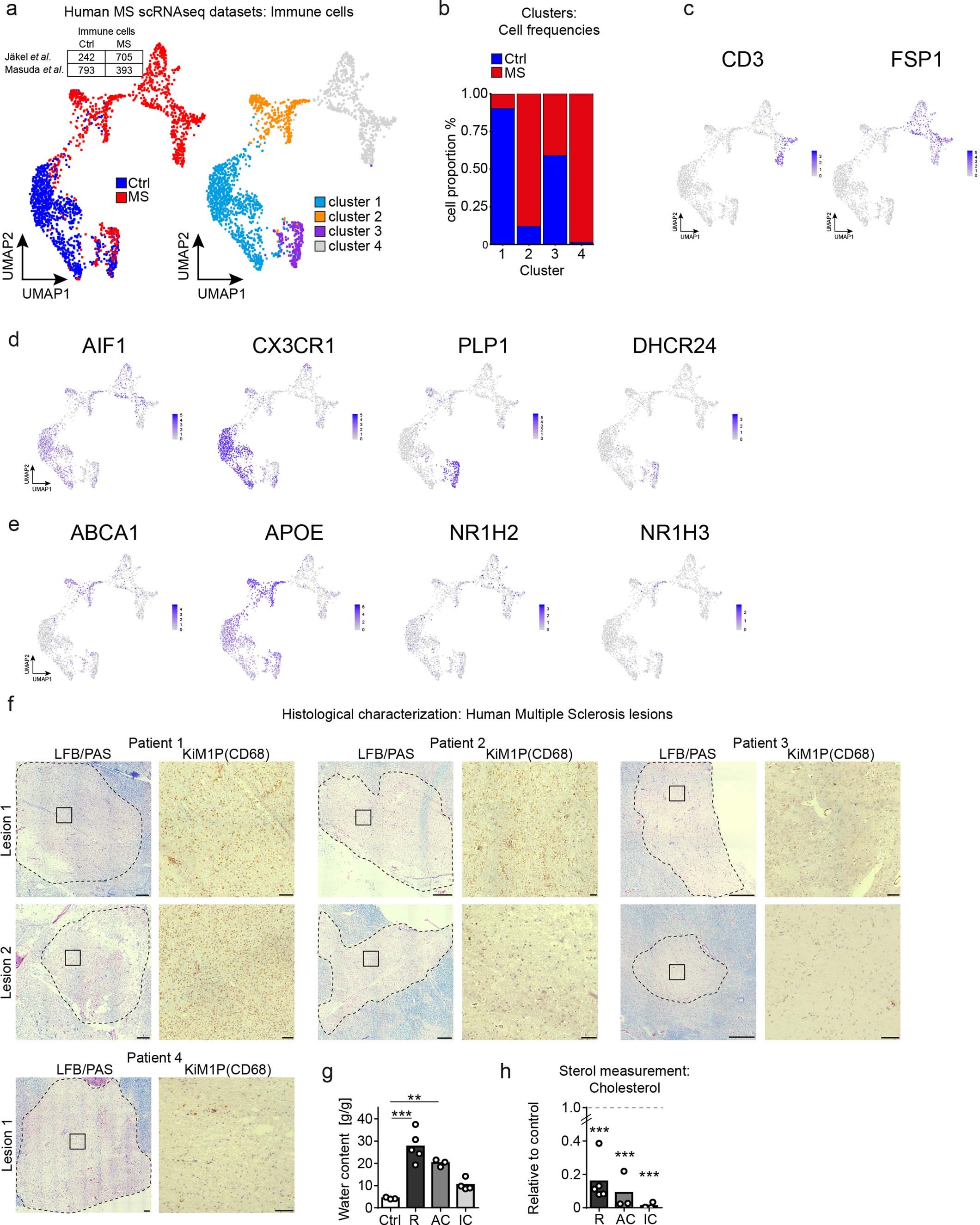 Extended Data Fig. 7: Identity of immune cell cluster in human MS scRNA-seq datasets and characterization of analyzed human MS lesions.