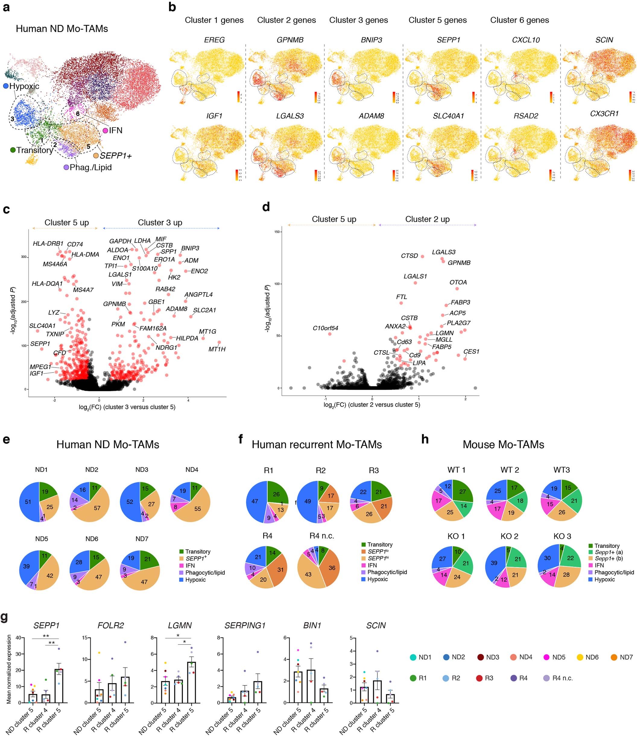 Extended Data Fig. 5: Mo-TAM heterogeneity in GBM tumors.