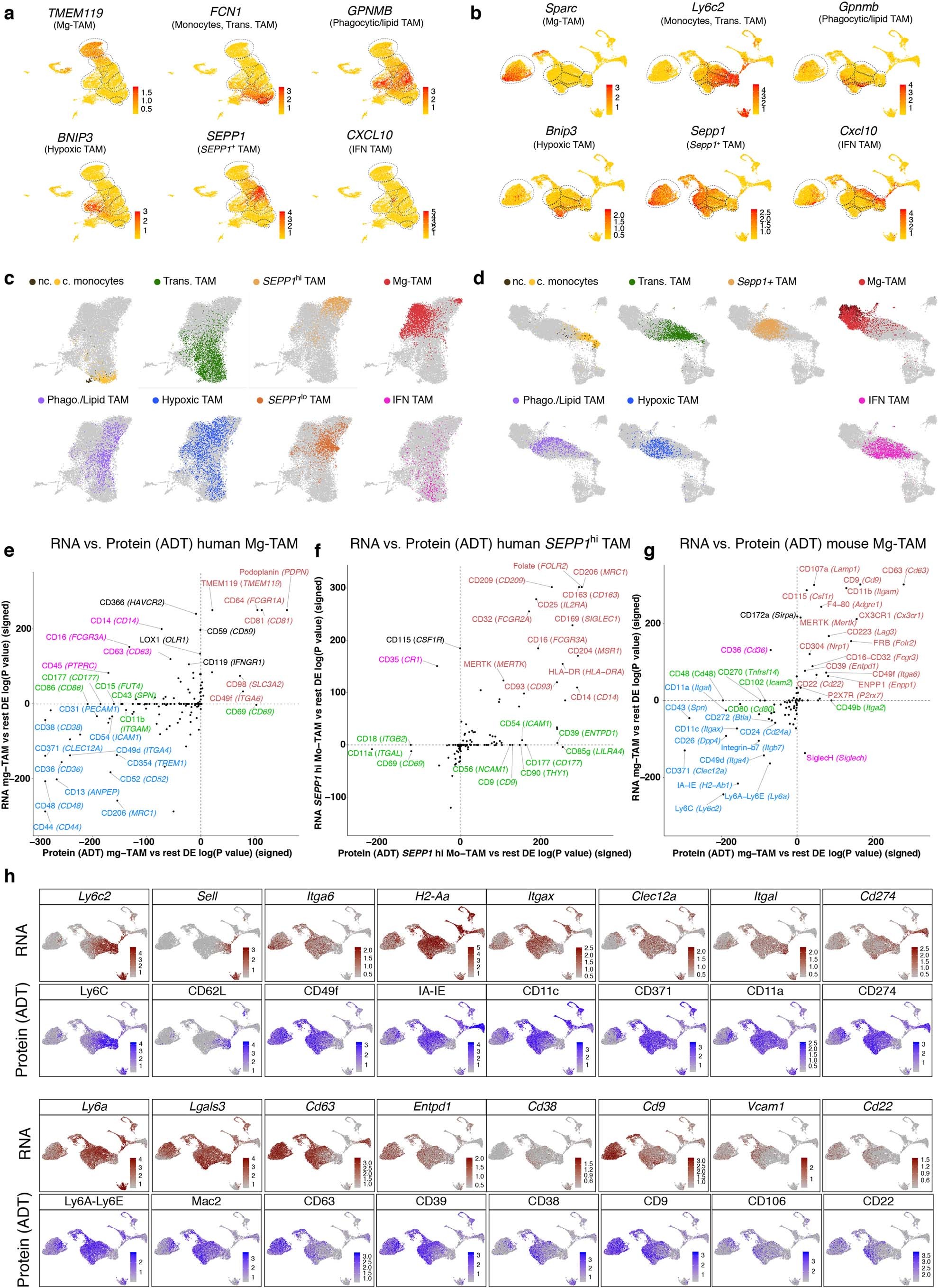 Extended Data Fig. 9: CITE-Seq protein validation for human and mouse GBM TAMs.