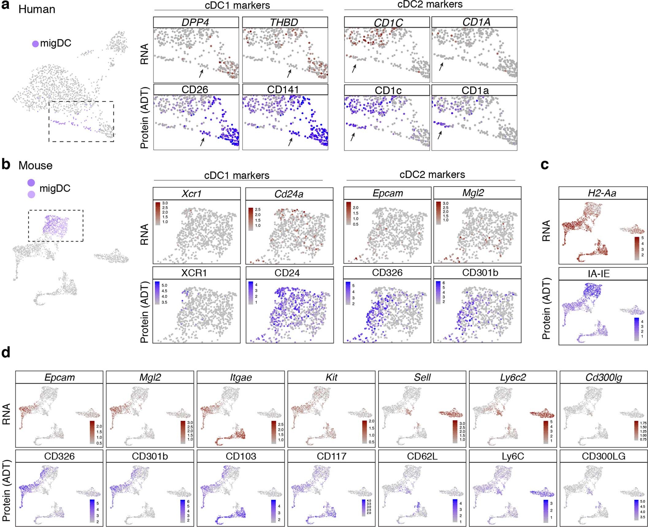 Extended Data Fig. 10: CITE-Seq analysis reveals the persistence of cDC1 or cDC2-related proteins in a fraction of MigDCs in human and mouse GBM.