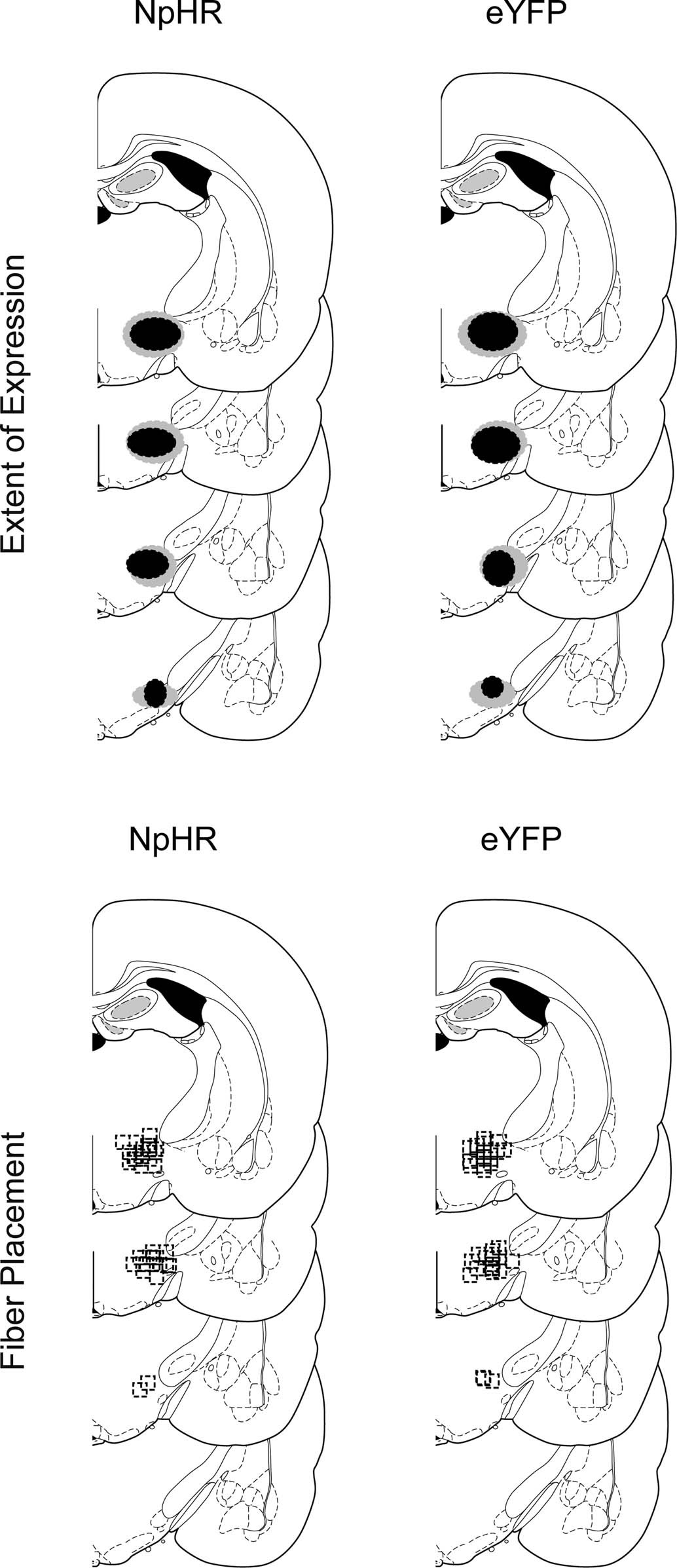 Extended Data Fig. 1: Histological verification of Cre-dependent NpHR and eYFP in GAD+ neurons and fiber placement in the LH for all experiments.