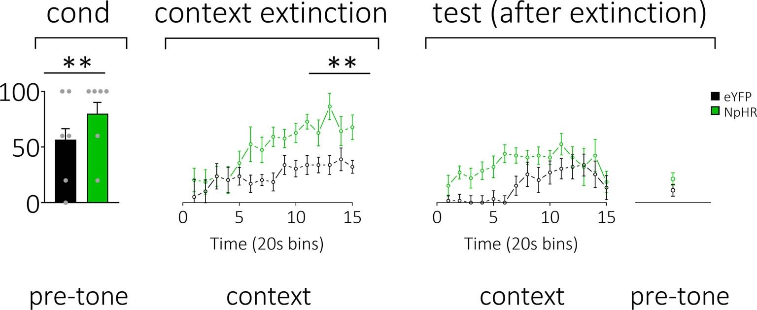 Extended Data Fig. 2: Rats in our NpHR learners group showed a persistent increase in conditioned fear to the contextual cues, which extinguished before tone presentations in the extinction test.