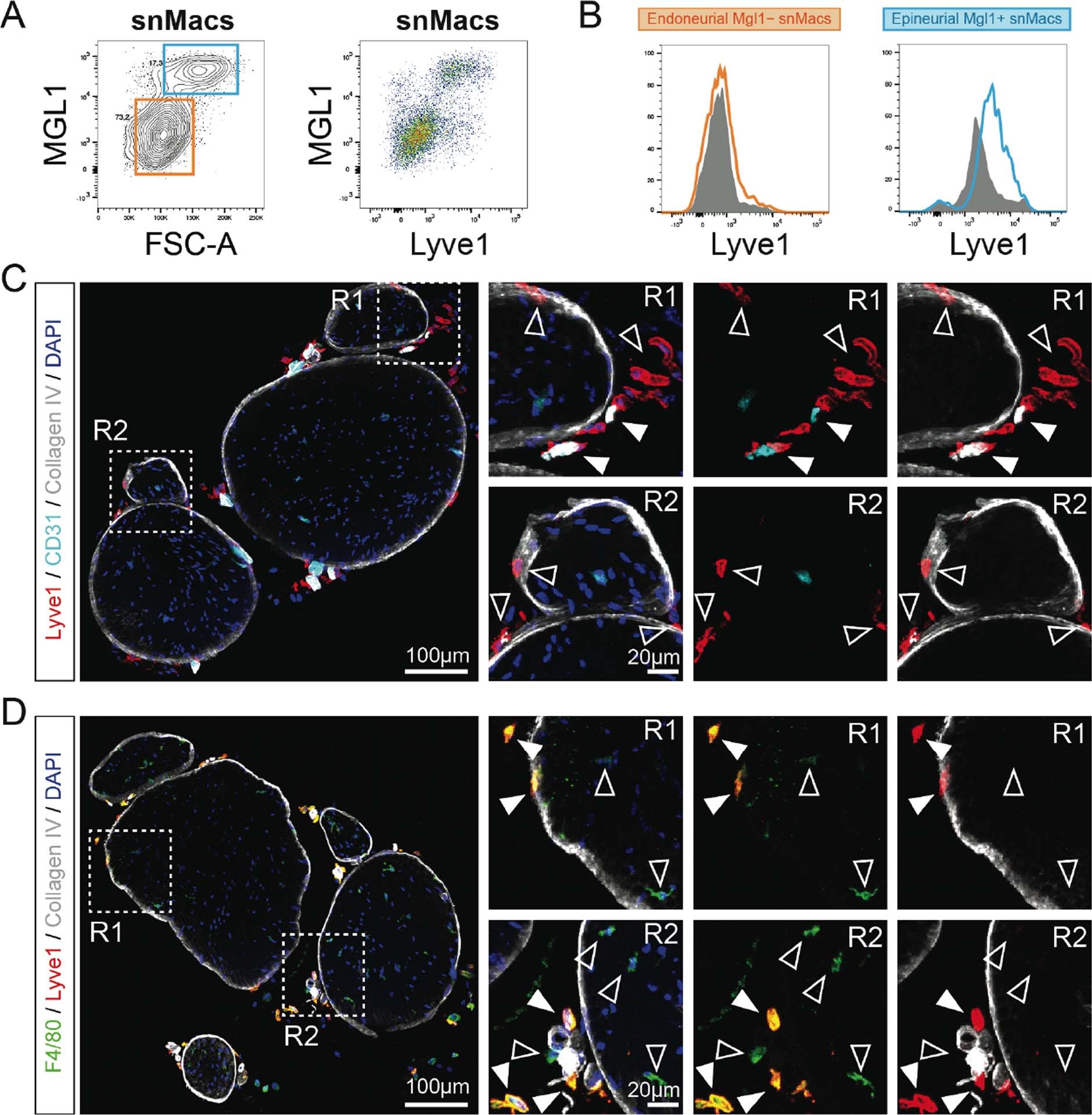 Extended Data Fig. 5: Mgl1+ epineurial macrophages express Lyve1 and are often located in close contact with blood vessels.