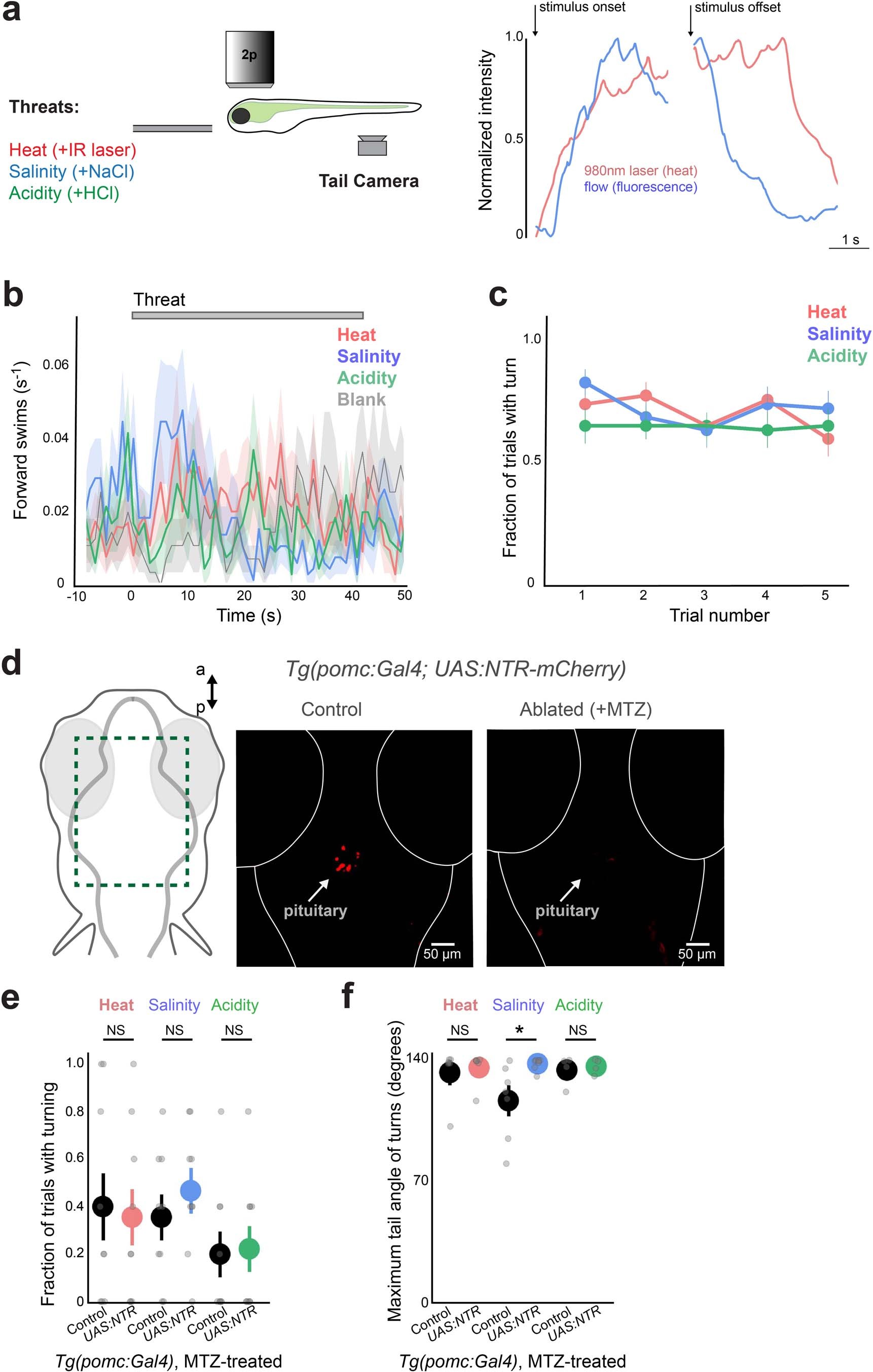 Extended Data Fig. 1: Responses to rapid environmental changes do not influence forward swimming, do not habituate over trials, and are not influenced by ablation of pomc+ cells in the pituitary.