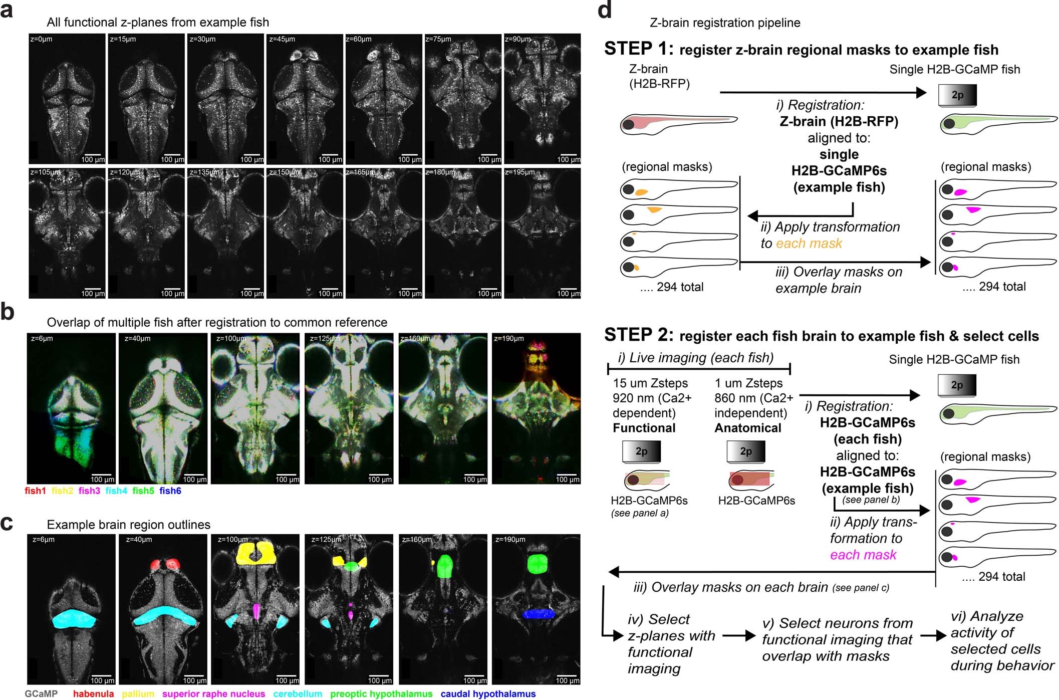 Extended Data Fig. 2: Coverage, registration, and anatomical segregation of brain-wide imaging data.
