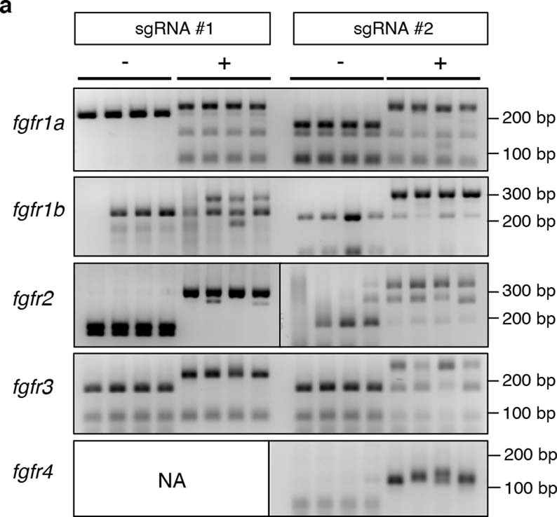Extended Data Fig. 6