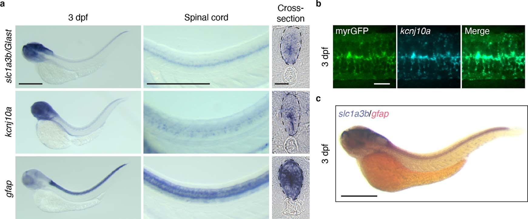 Extended Data Fig. 3