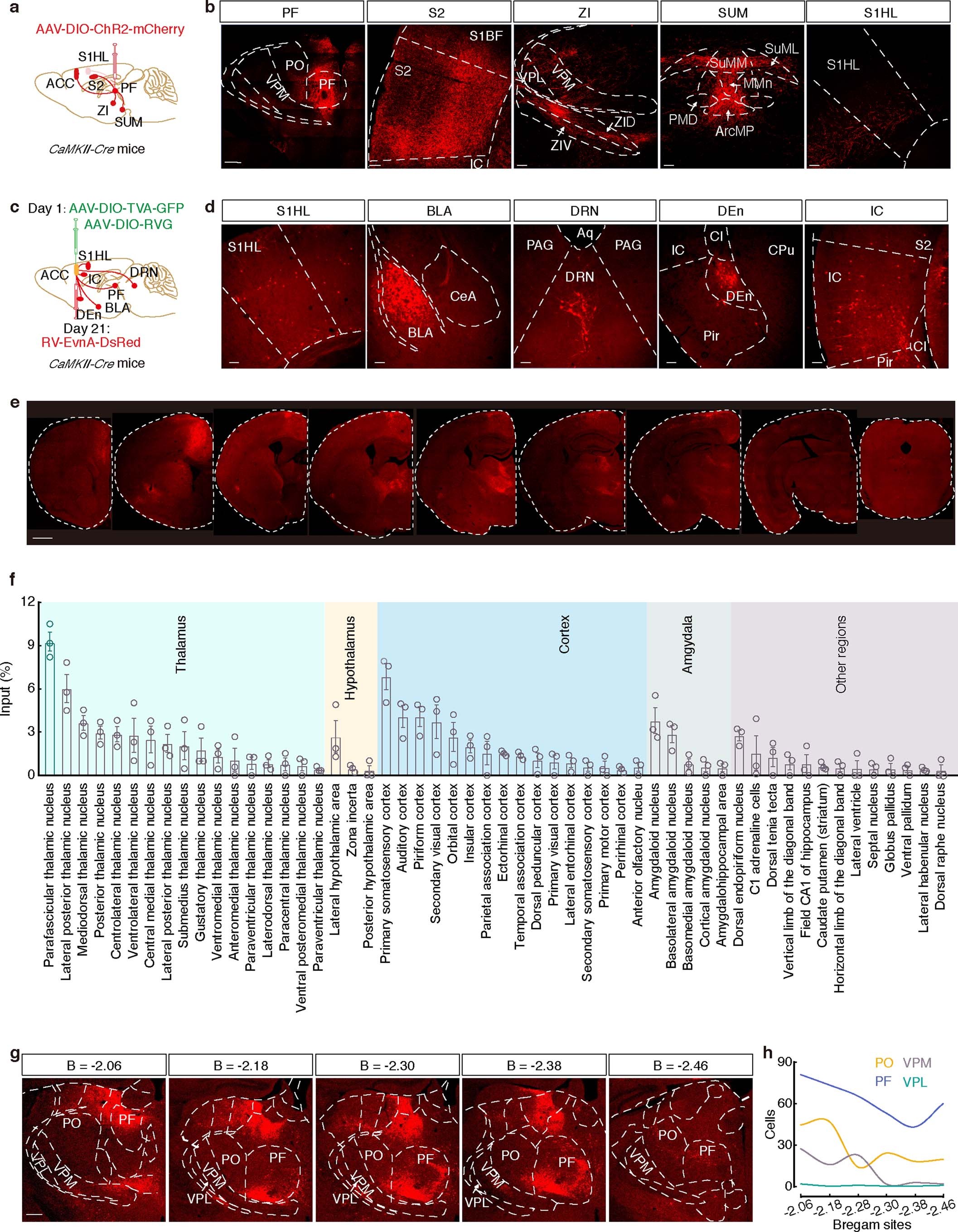 Extended Data Fig. 6: The PFGlu neurons project onto ACCGlu neurons.