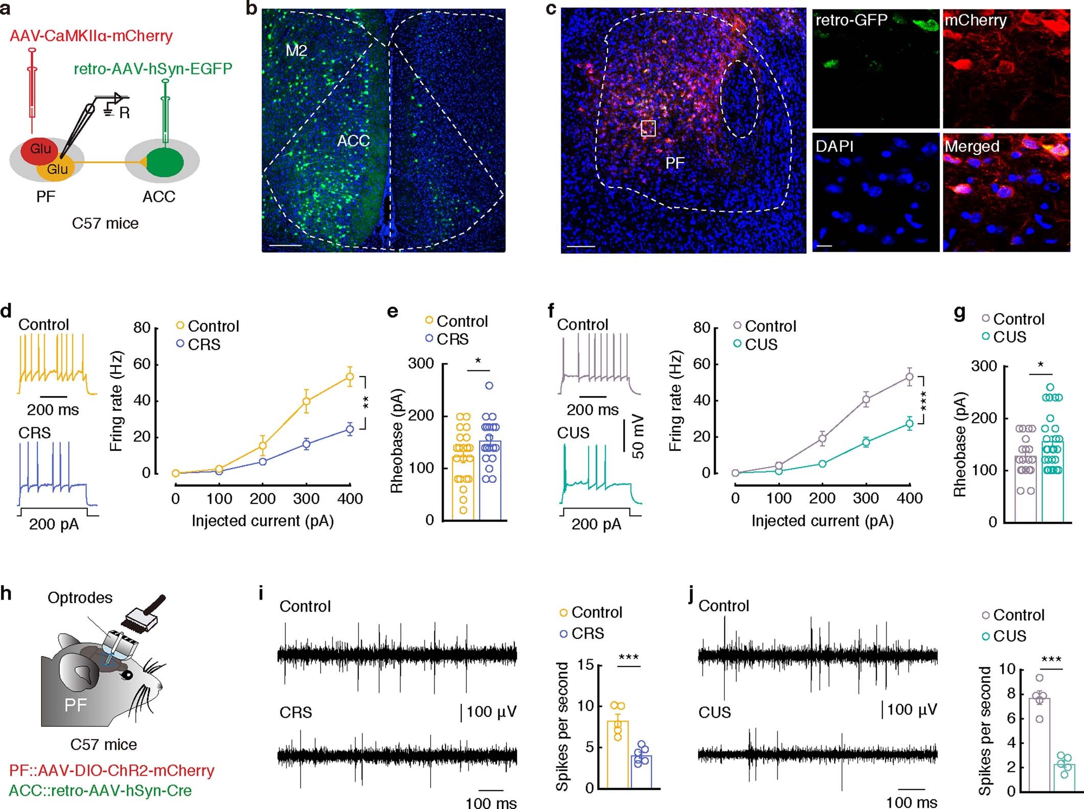 Extended Data Fig. 7: The excitability of ACC projecting PFGlu neurons are inhibited in CRS 3W and CUS 10D mice.