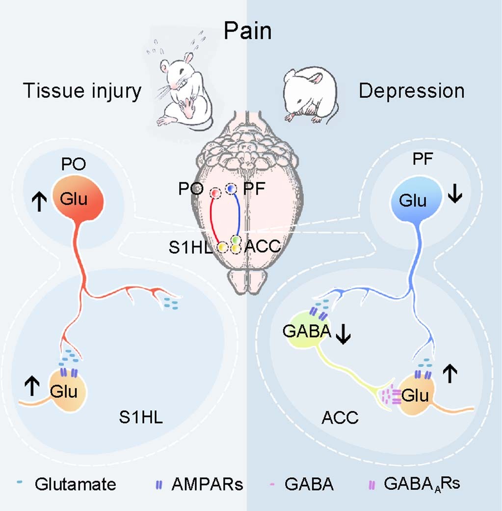 Extended Data Fig. 10: Distinct thalamocortical circuits underlie allodynia induced by tissue injury and by depression-like states.