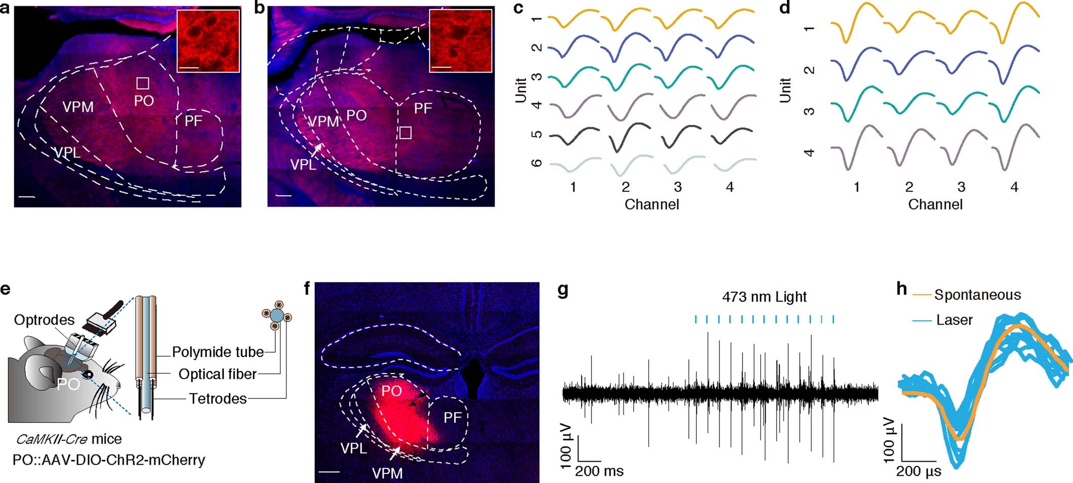Extended Data Fig. 1: Optogenetic tagging of glutamatergic neurons.