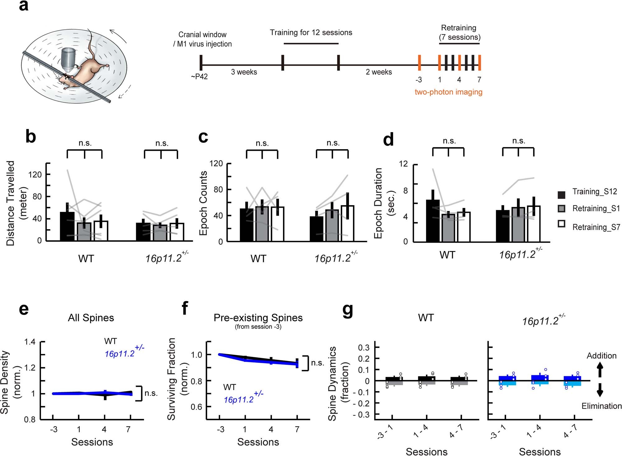 Extended Data Fig. 4: 16p11.2+/− mice retain the memory of the head-fixed rotating-disk task.