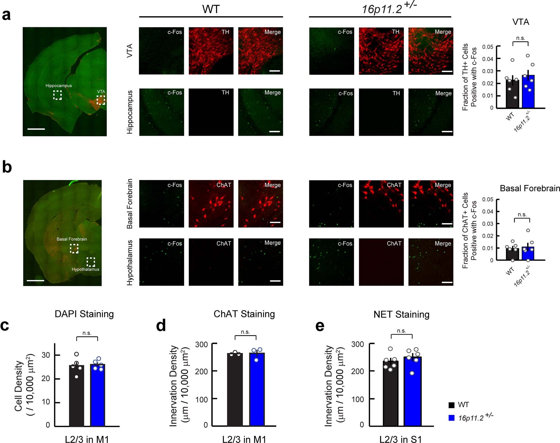 Extended Data Fig. 5: Number of VTA-DA and BF-ACh activated neurons are not affected in 16p11.2+/− mice.