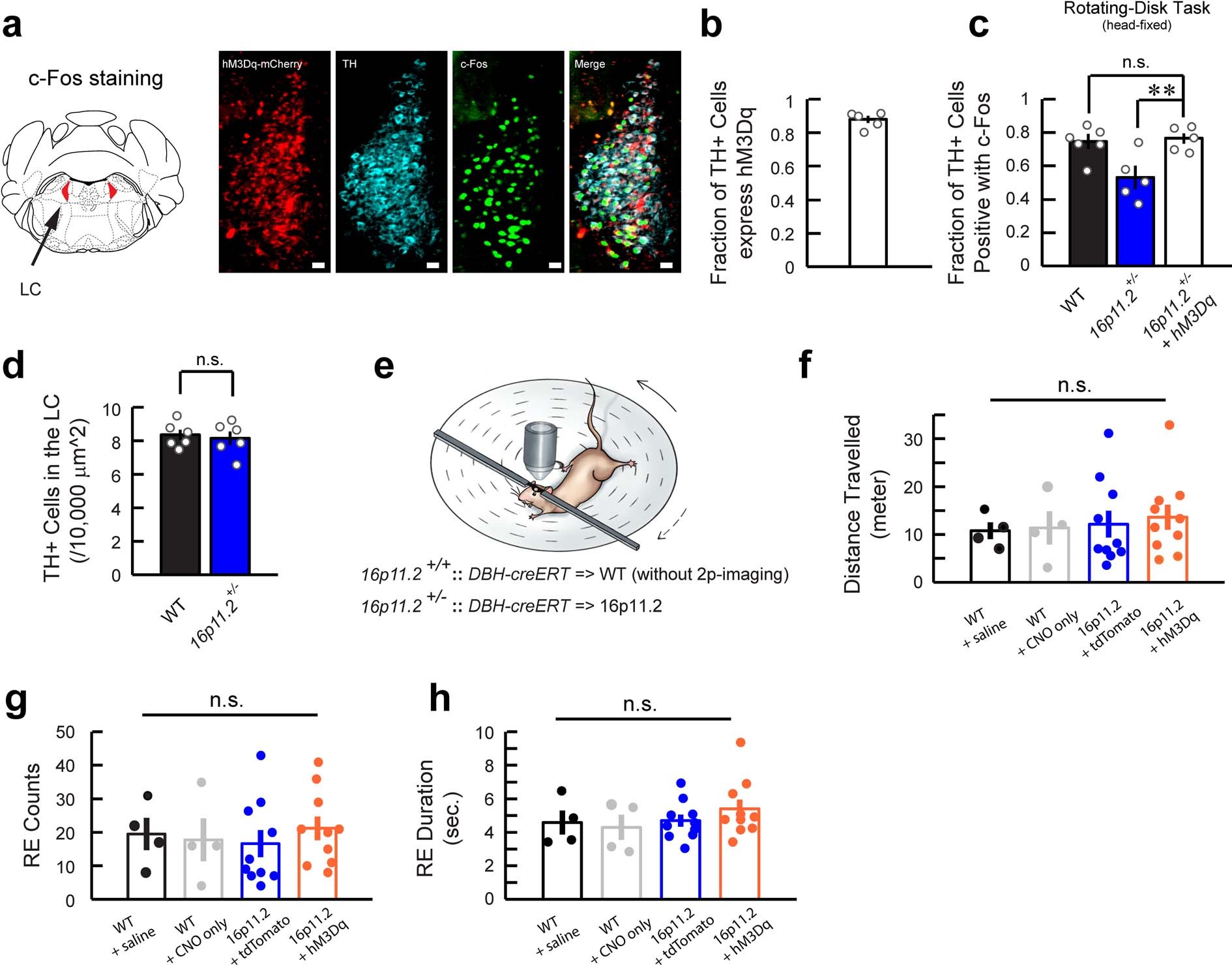 Extended Data Fig. 6: Pharmacogenetic activation restored the number of activated LC-NA neurons in 16p11.2+/− mice.