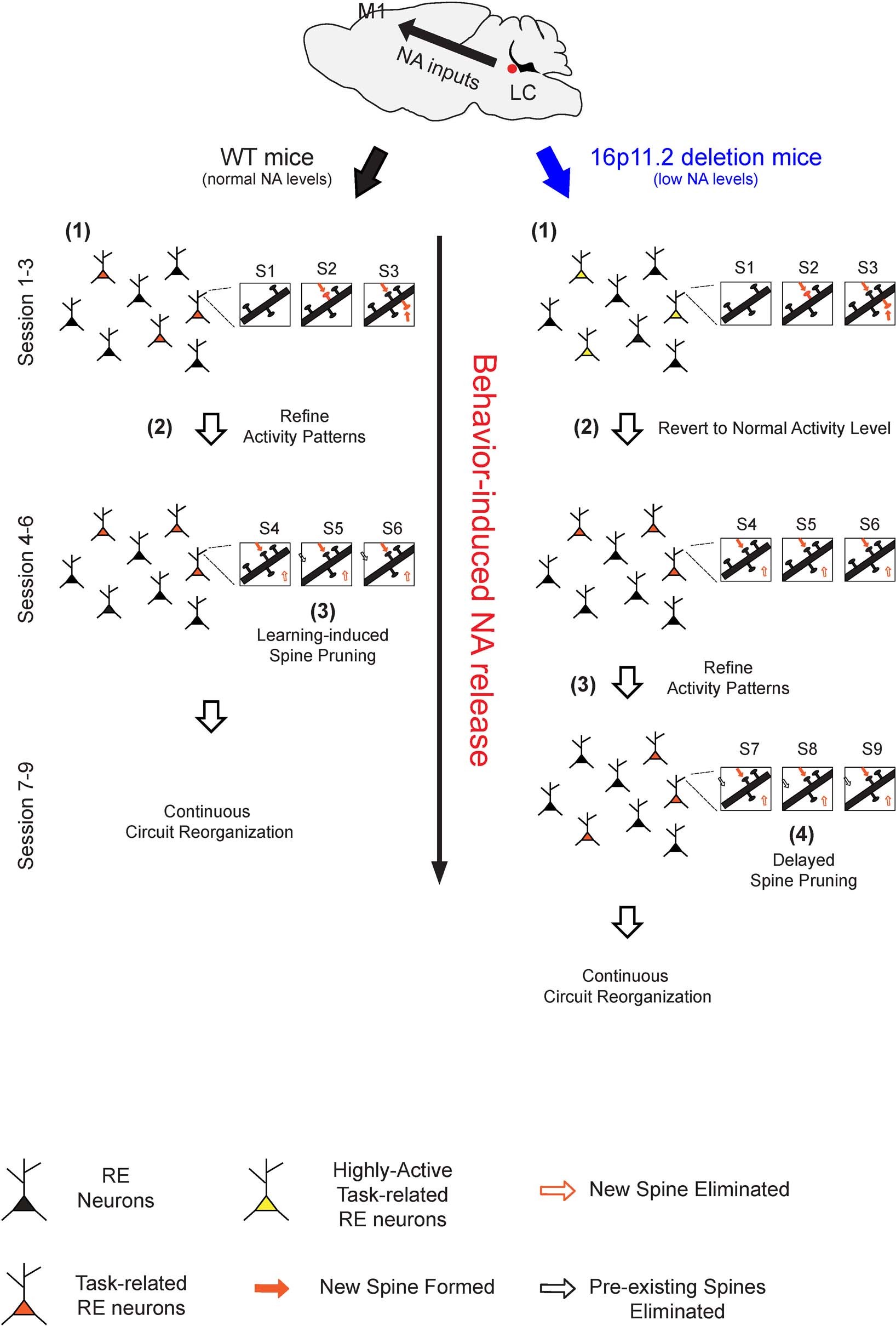 Extended Data Fig. 7: Proposed model for circuit dysfunctions during delayed motor learning in 16p11.2+/− mice.