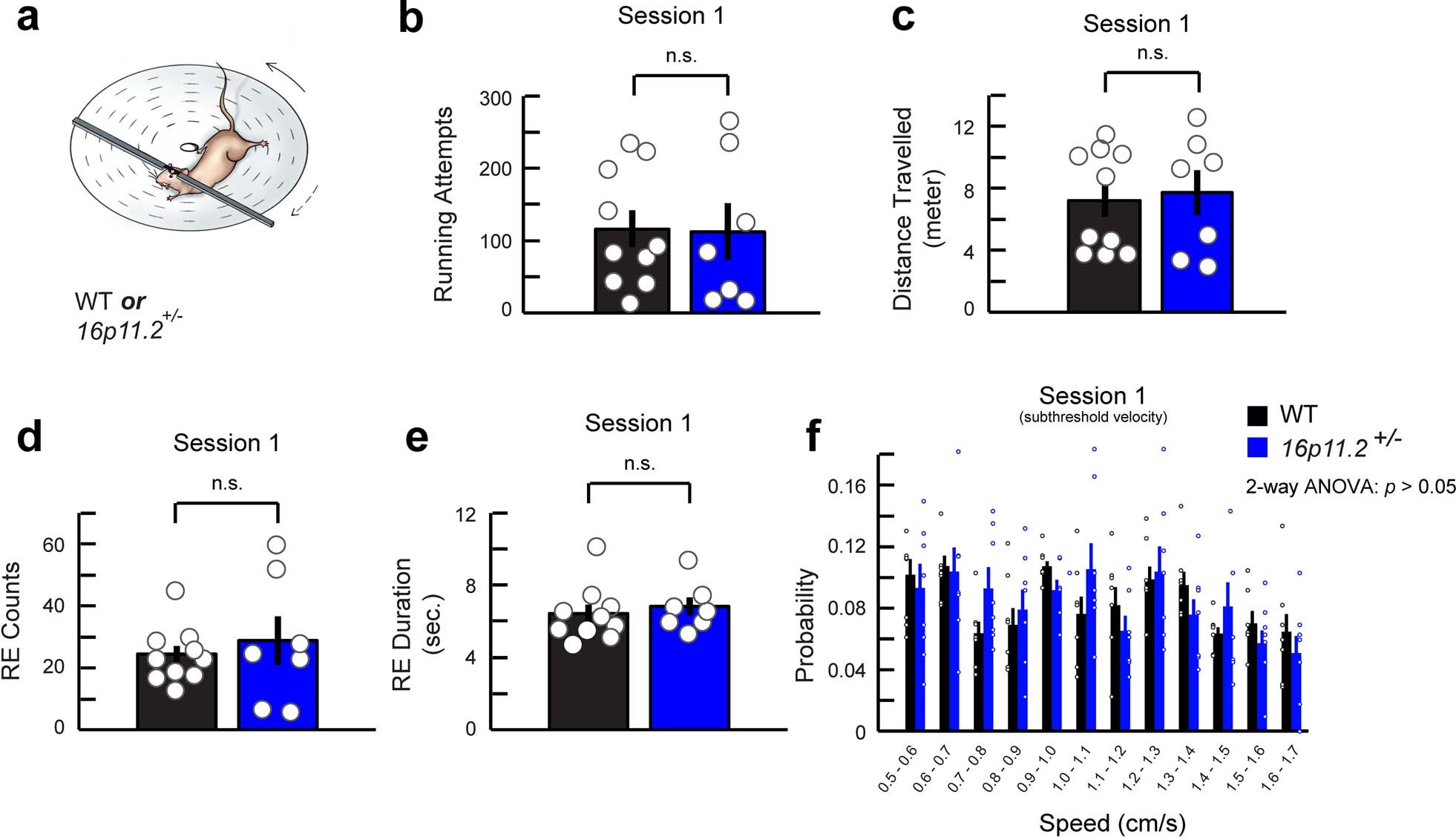 Extended Data Fig. 2: WT and 16p11.2+/− mice showed similar performance on the head-fixed rotating-disk task in session 1.
