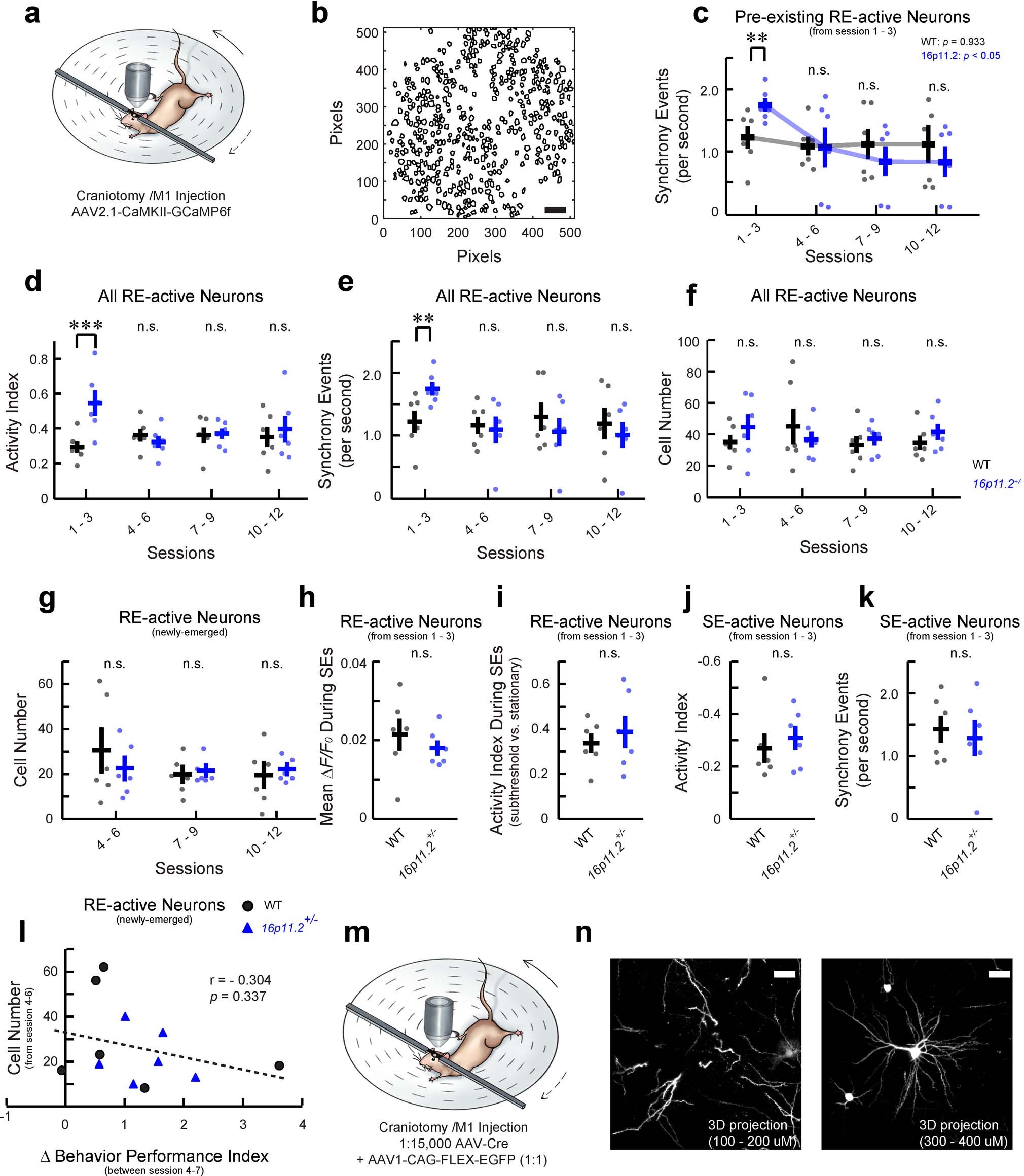 Extended Data Fig. 3: The elevated ensemble activity is RE-specific, which only occurs during the initial learning phase in 16p11.2+/− mice and is not related with the number of RE-active neurons or the ensemble activity during SEs.