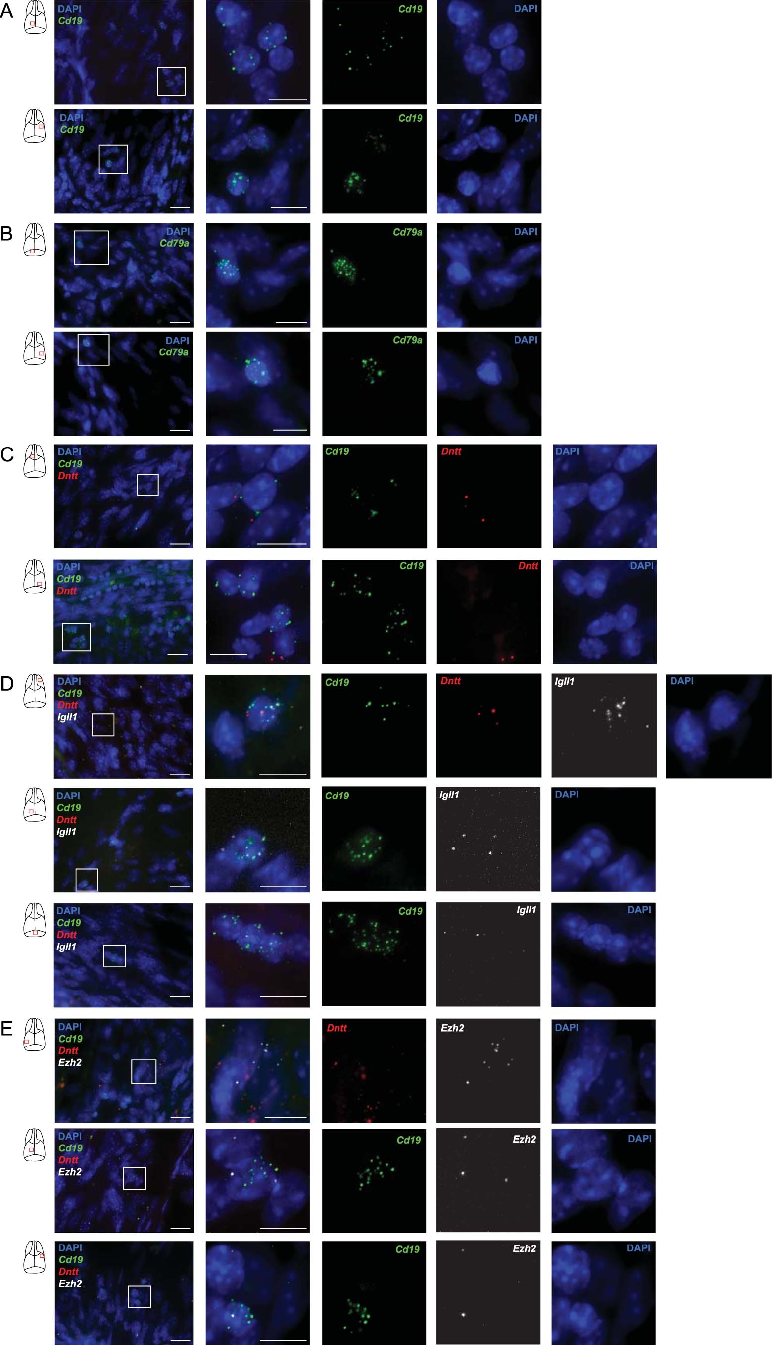 Extended Data Fig. 6