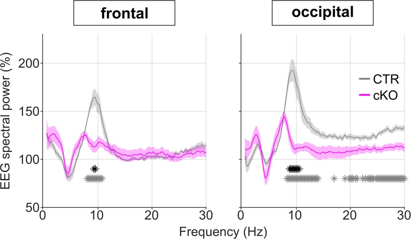 Extended Data Fig. 9: Relative EEG power spectra during sleep deprivation show an attenuated increase in theta activity cortical SNAP25-ablated animals.
