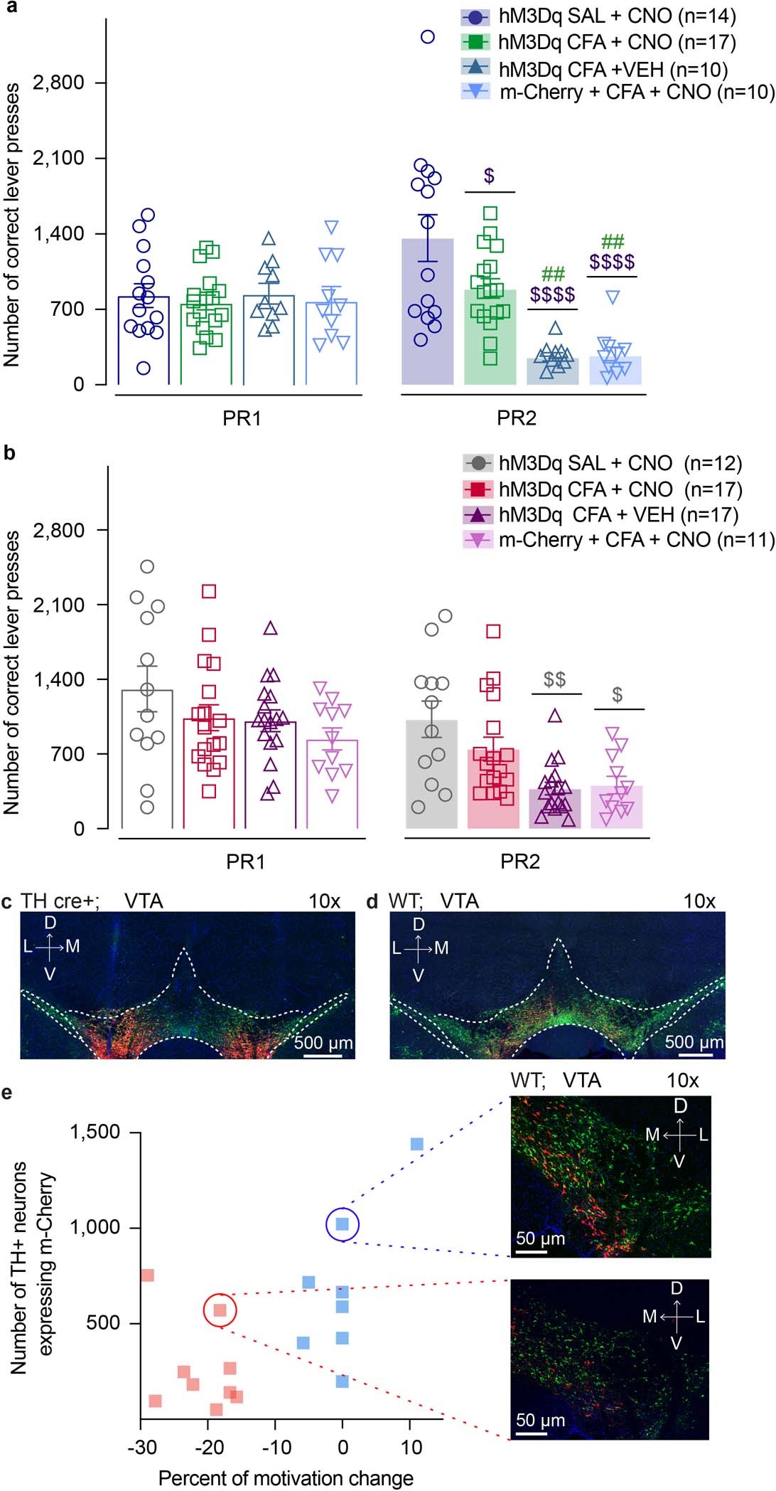 Extended Data Fig. 4: Chemogenetic activation of VTA DA neurons, or VTA-NAcSh pathway reverses CFA induced decrease in number of correct lever presses for sucrose rewards in PR task.