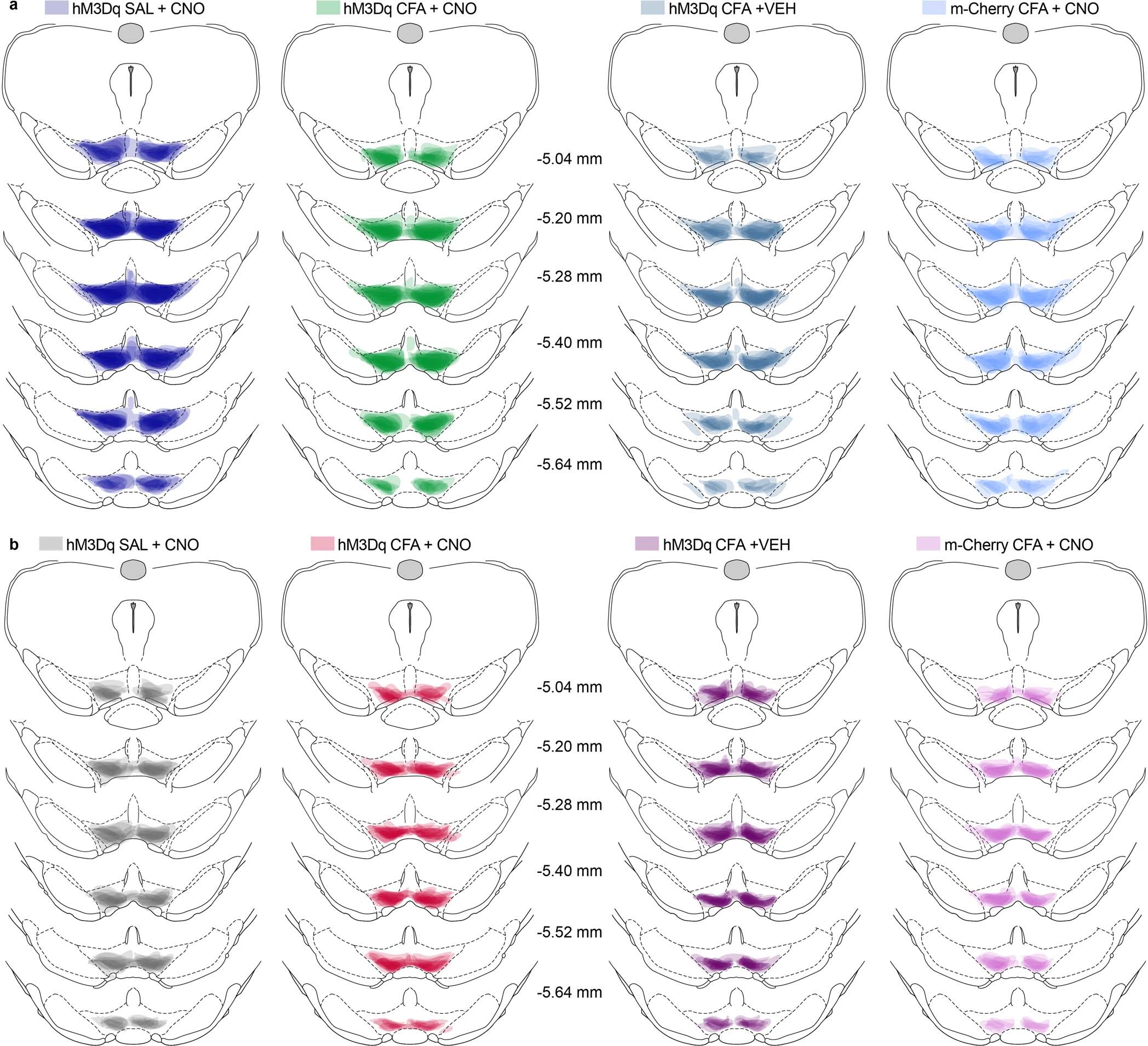 Extended Data Fig. 5: Spread of viral expression in the VTA.