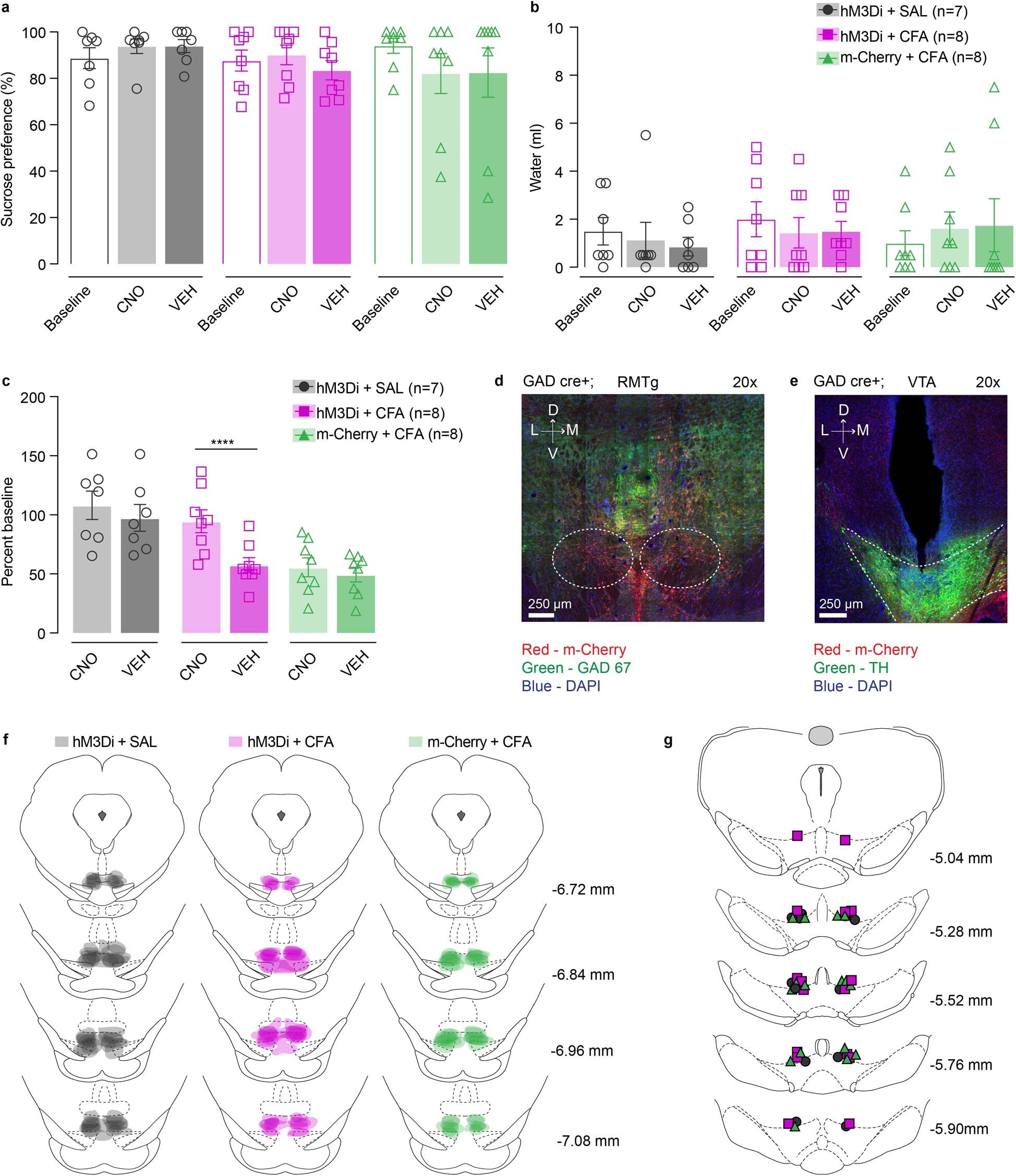 Extended Data Fig. 10: Chemogenetic inhibition of RMTg-VTA GABAergic pathway does not alter sucrose preference in two-bottle choice test.