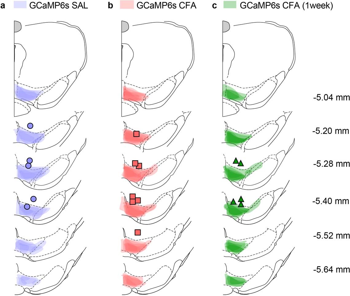 Extended Data Fig. 1: Spread of viral expression and fiber optic placement in the VTA.