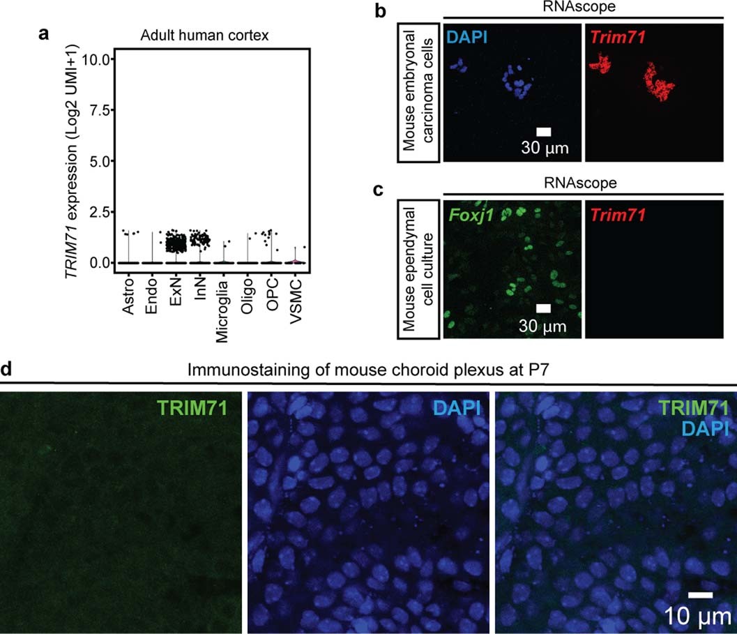 Extended Data Fig. 4: Characterization of TRIM71 expression.