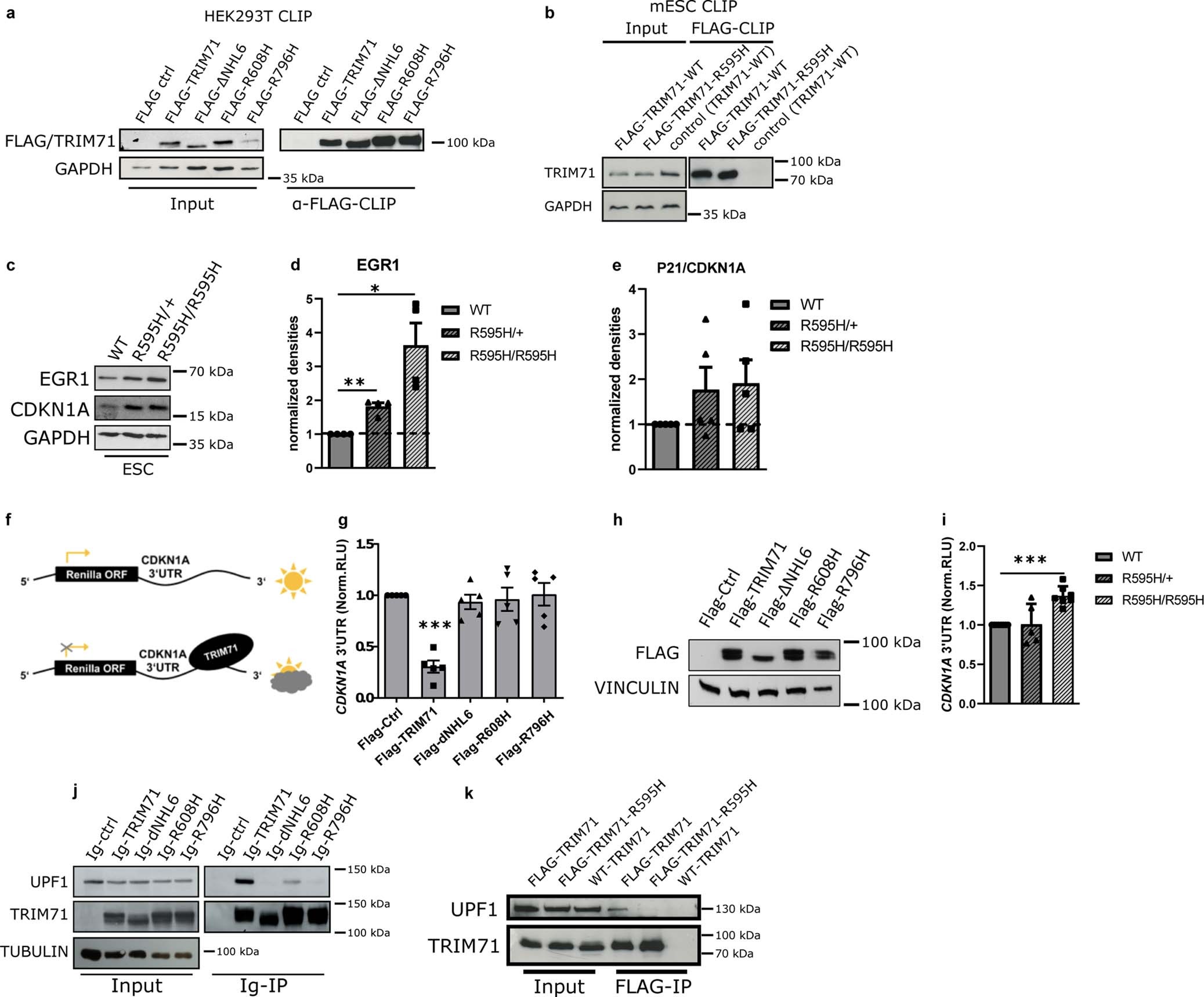 Extended Data Fig. 10: TRIM71 CH-mutations lead to deregulation of Cdkn1a/p21 and Egr1 and loss of interaction to the NMD factor UPF1.
