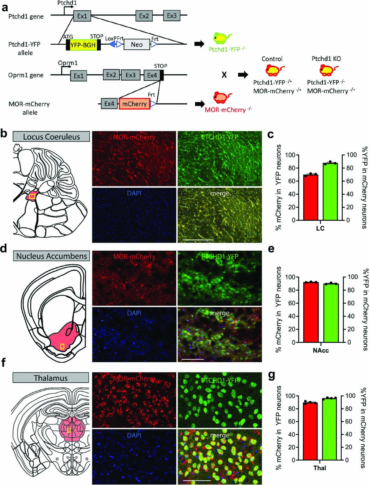 Extended Data Fig. 7: Characterization of Ptchd1 – MOR co-expression across the brain.